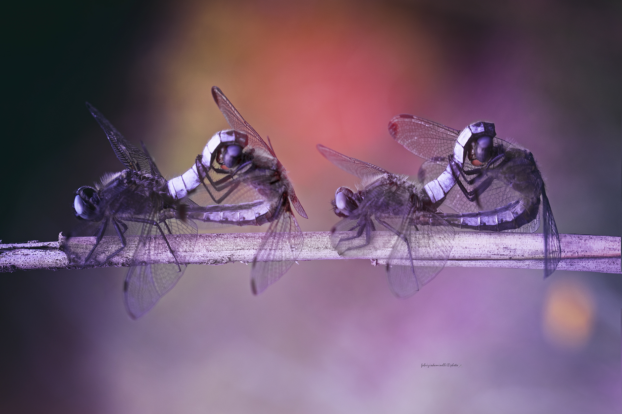 doppia coppia - Libellula fulva