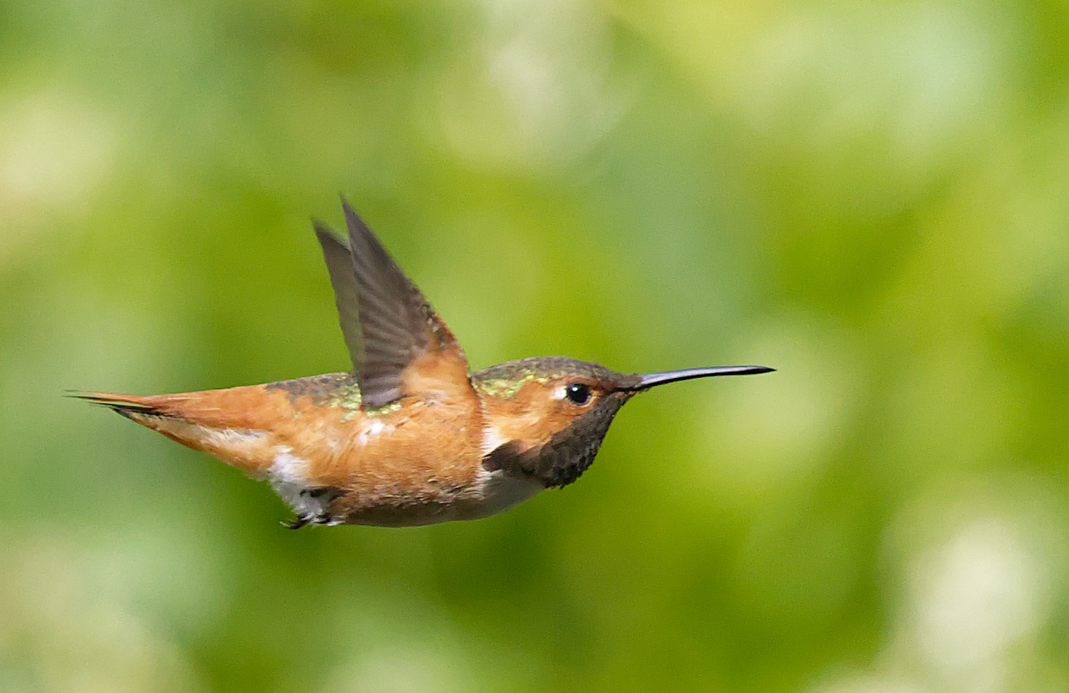 Real flight (not hanging over flower)
