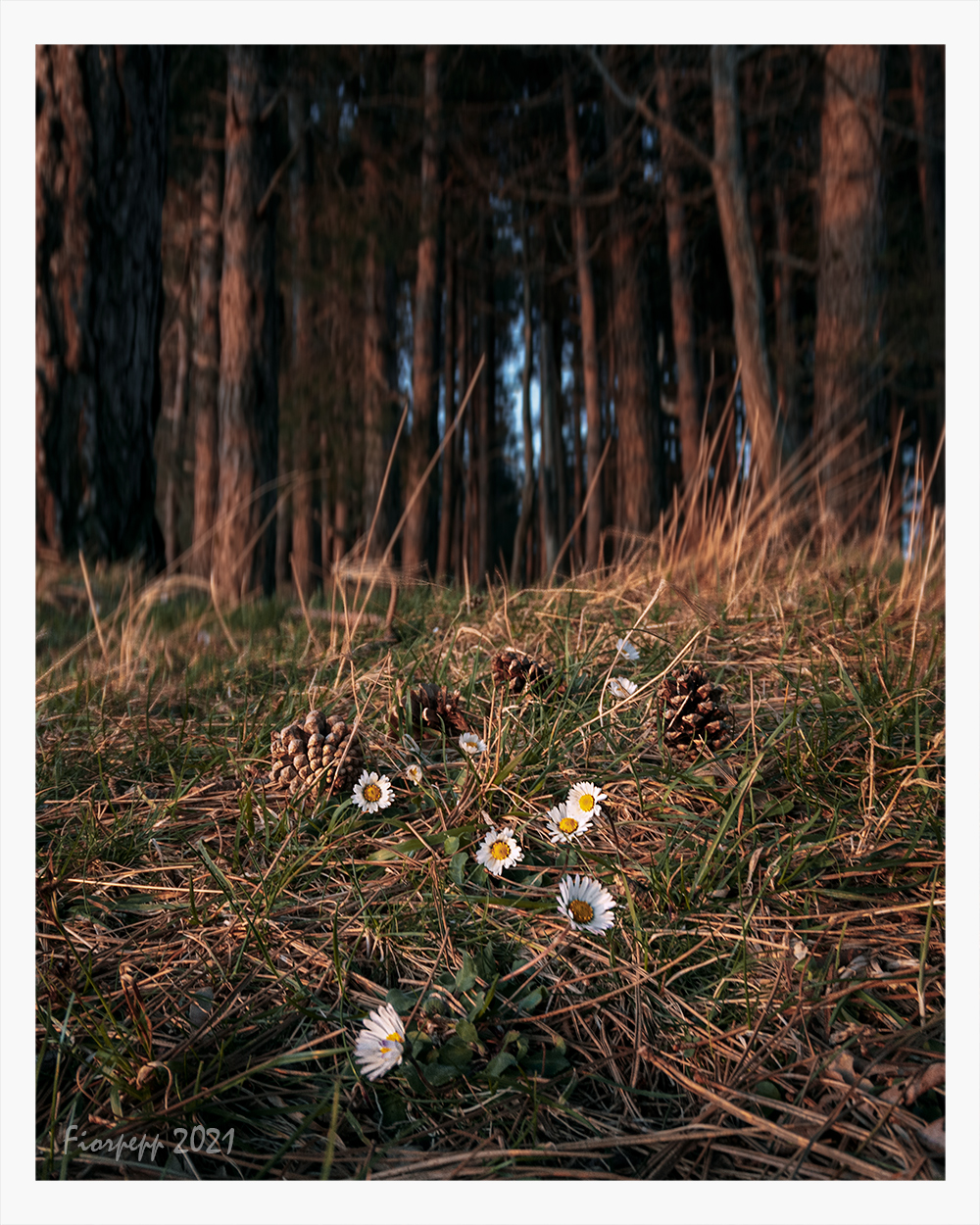 On the edge of the woods