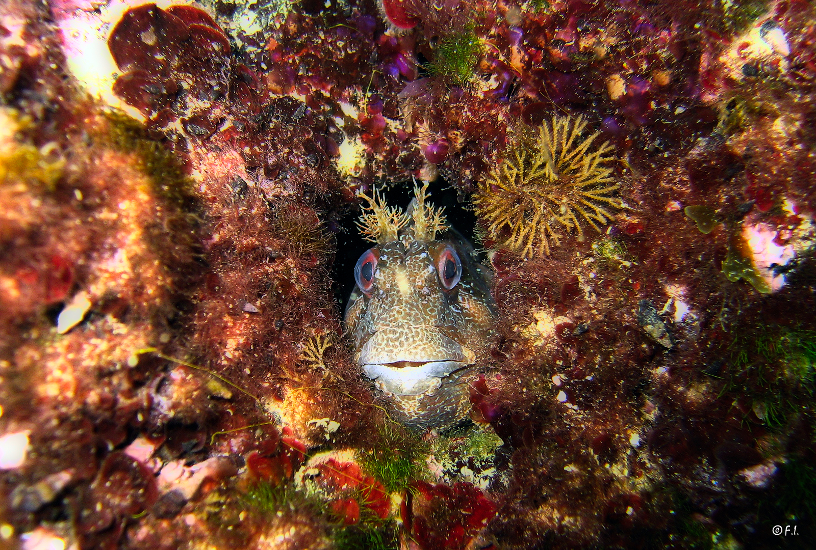 Bavosa ruggine