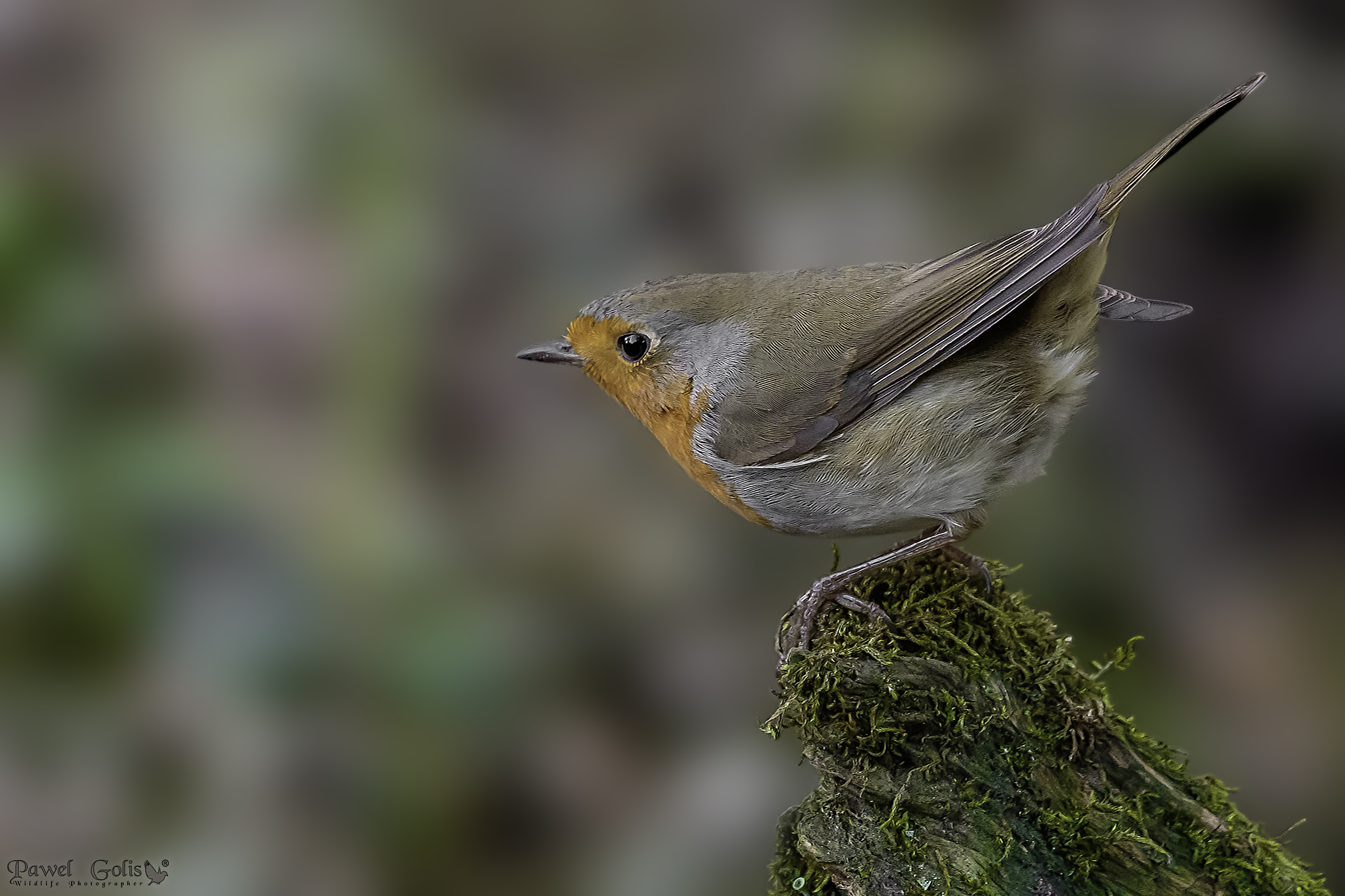 Pettirosso europeo (Erithacus rubecula)