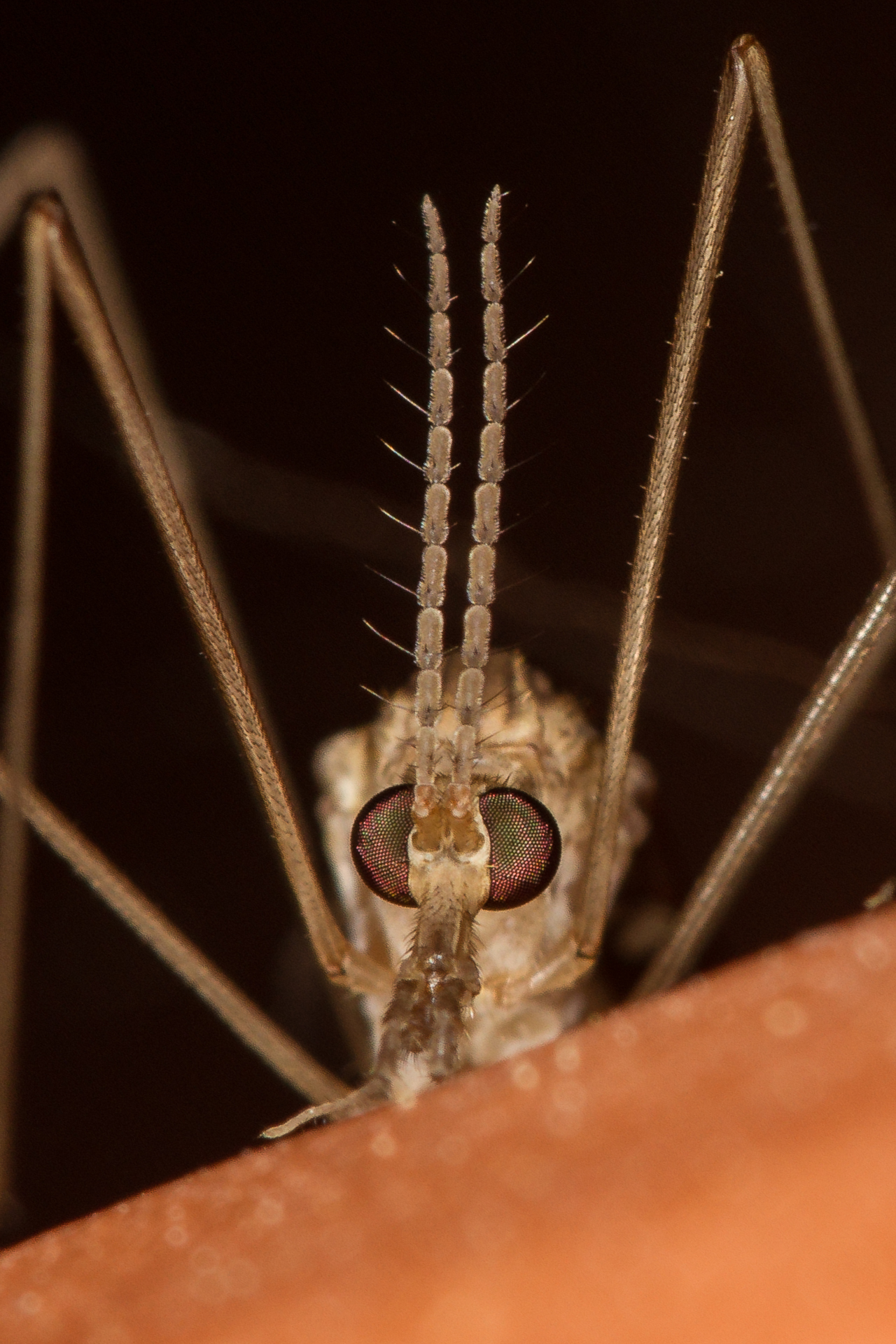 Crane Fly