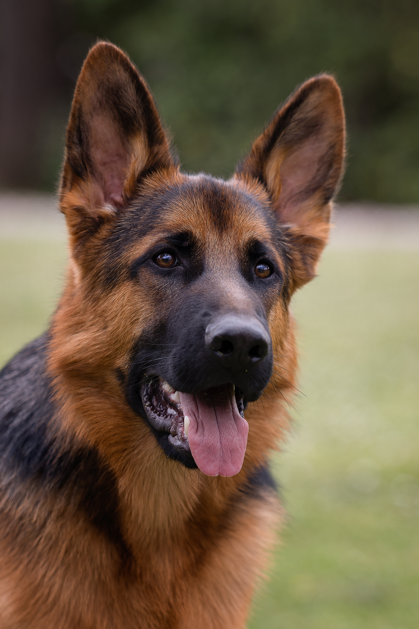 My Dog