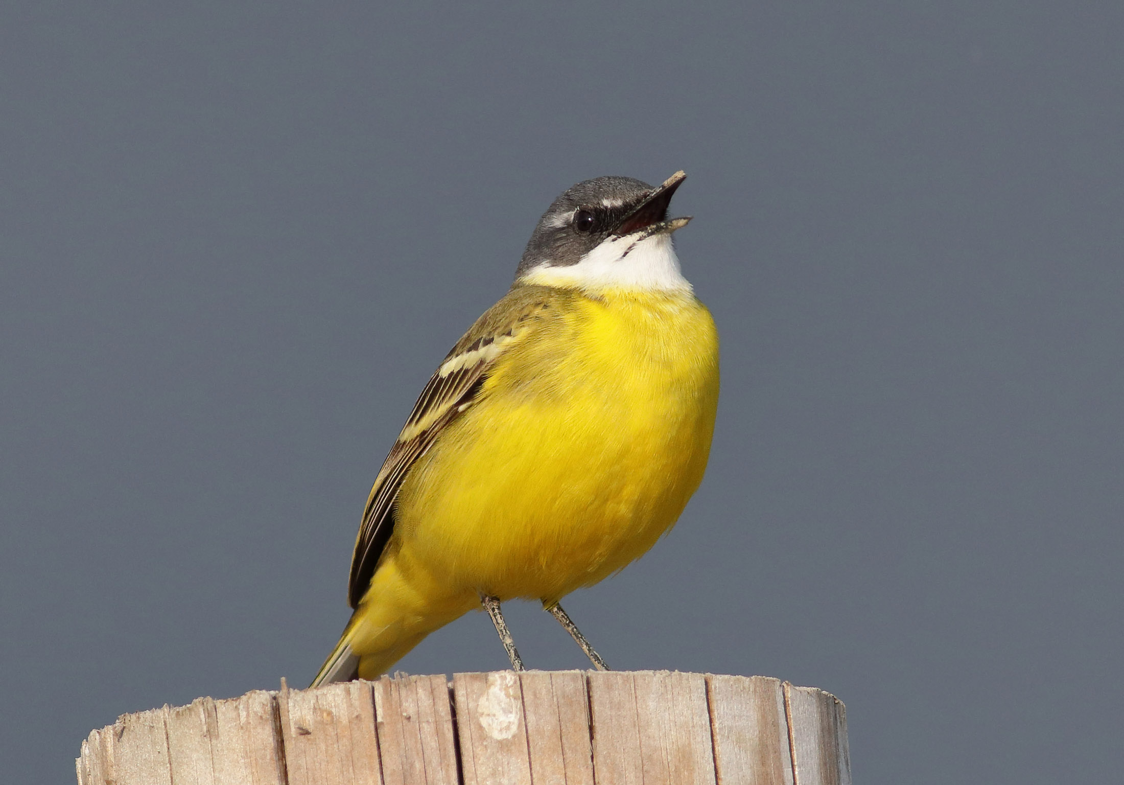 wagtail