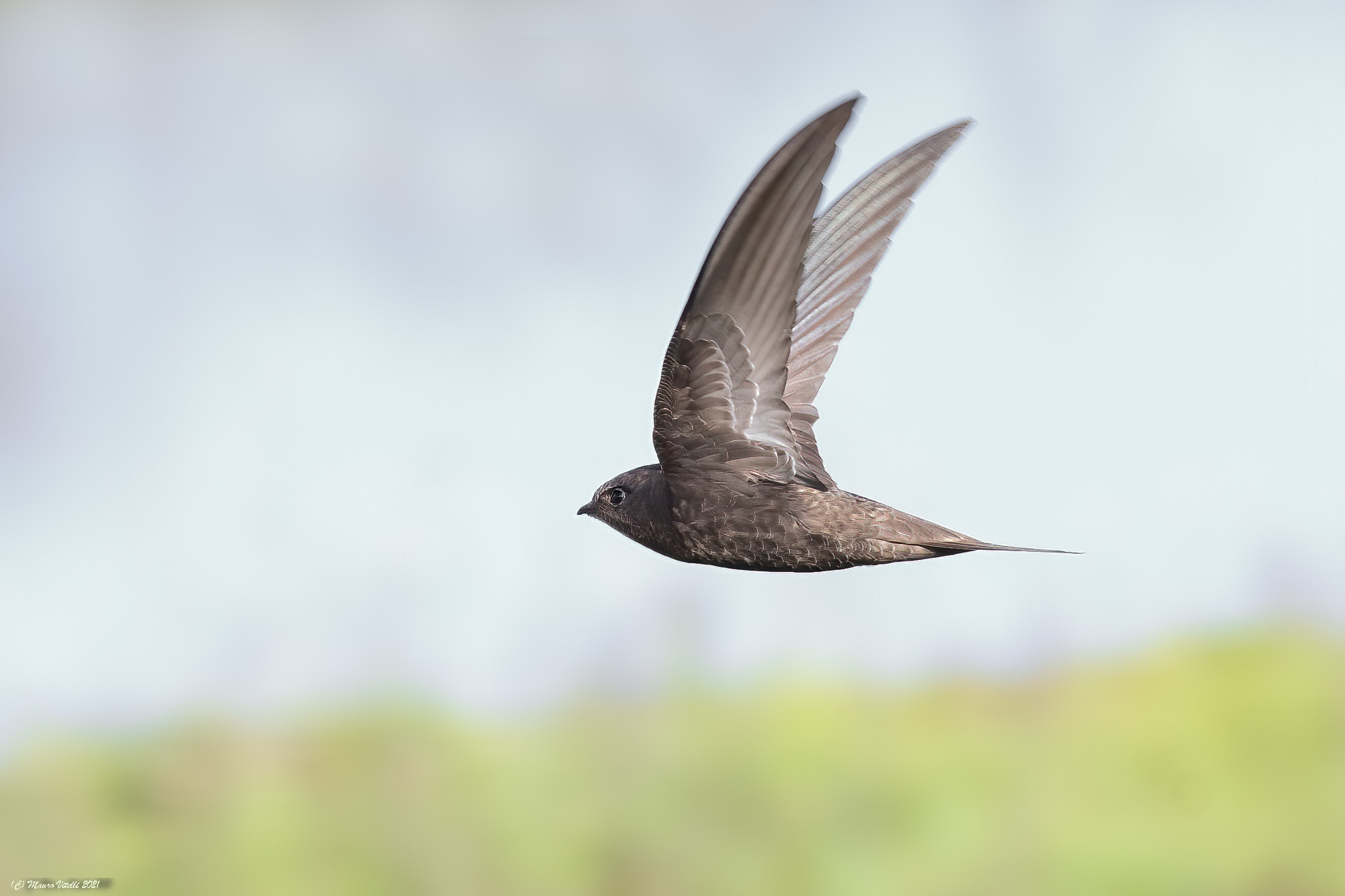Common Swift (Apus apus)