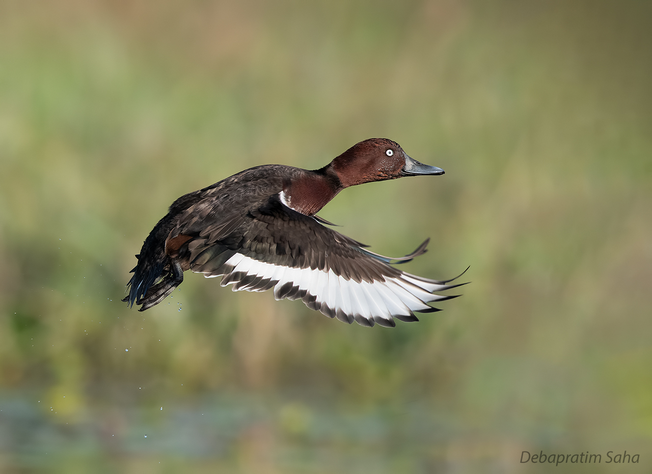 Porchard ferruginoso