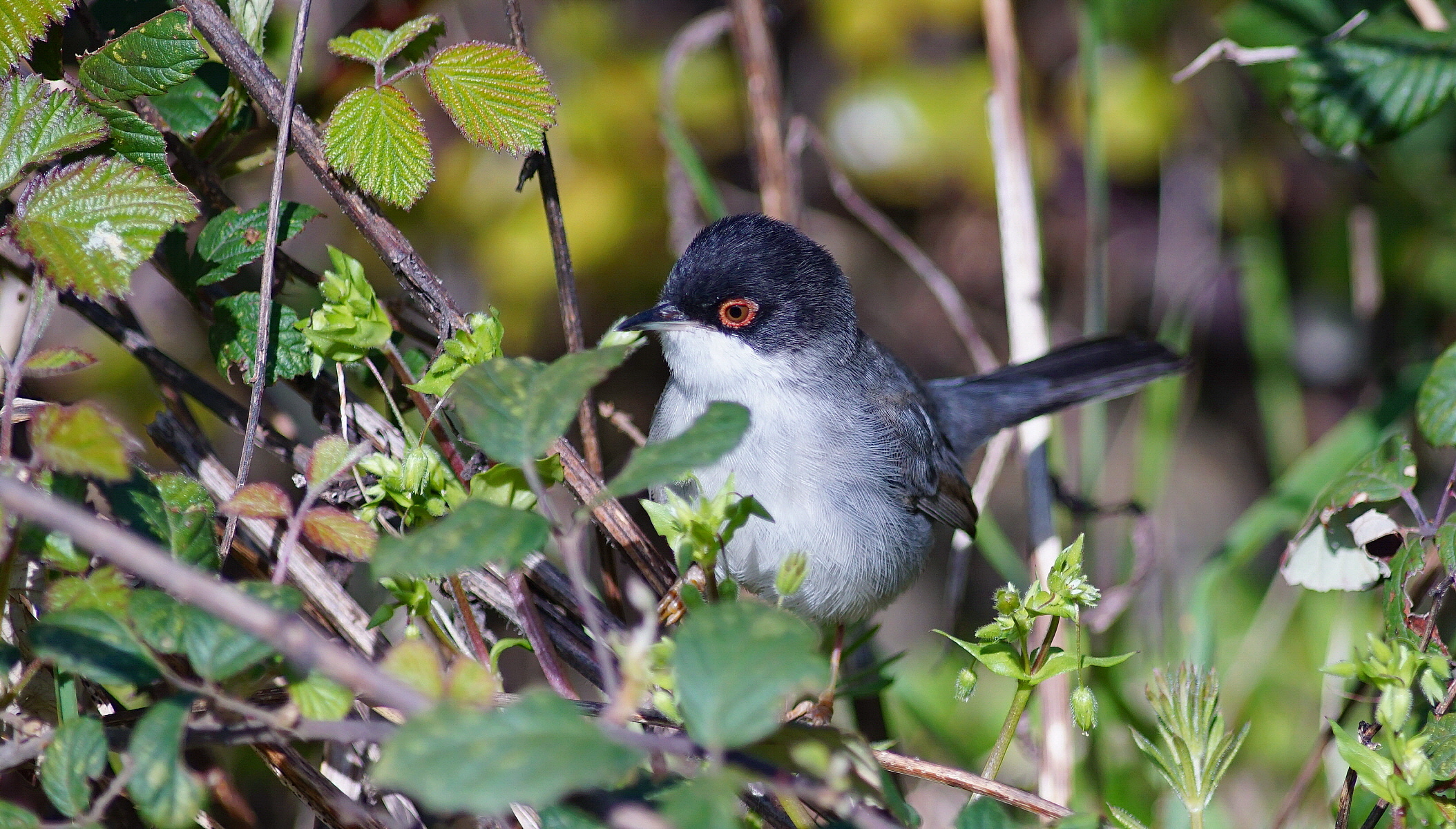 Occhio all'occhiotto!!!