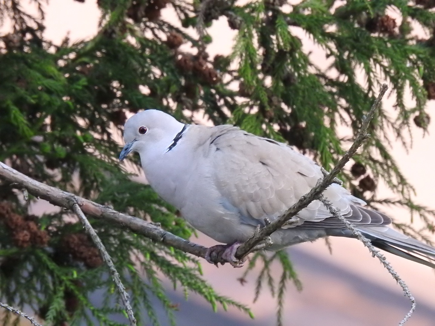 Tortora collare nero