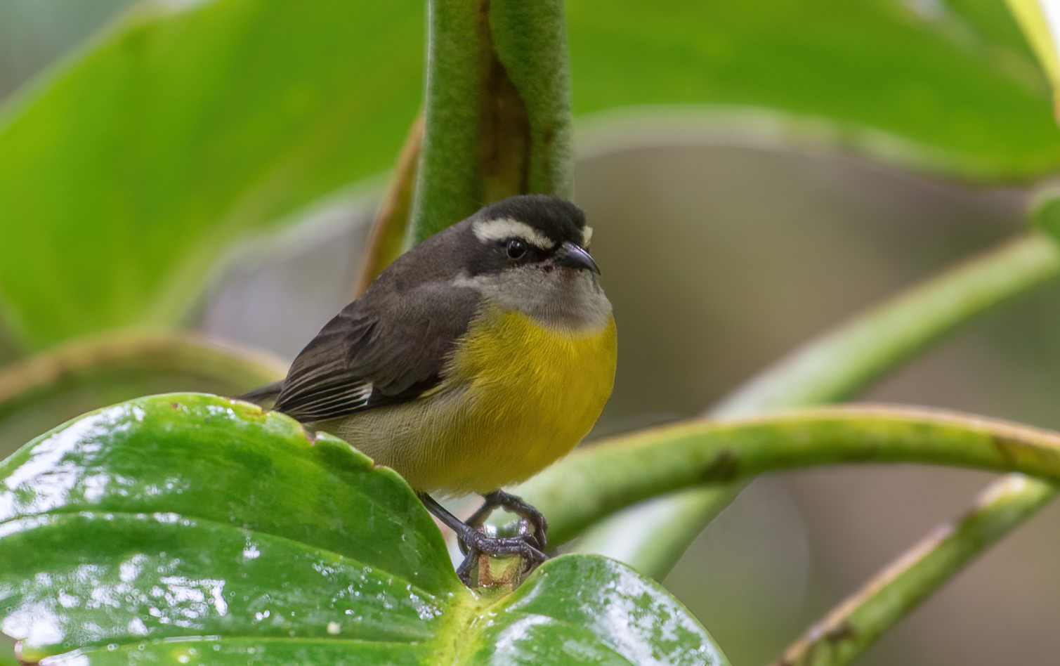 Un bananaquit, un nome un programma