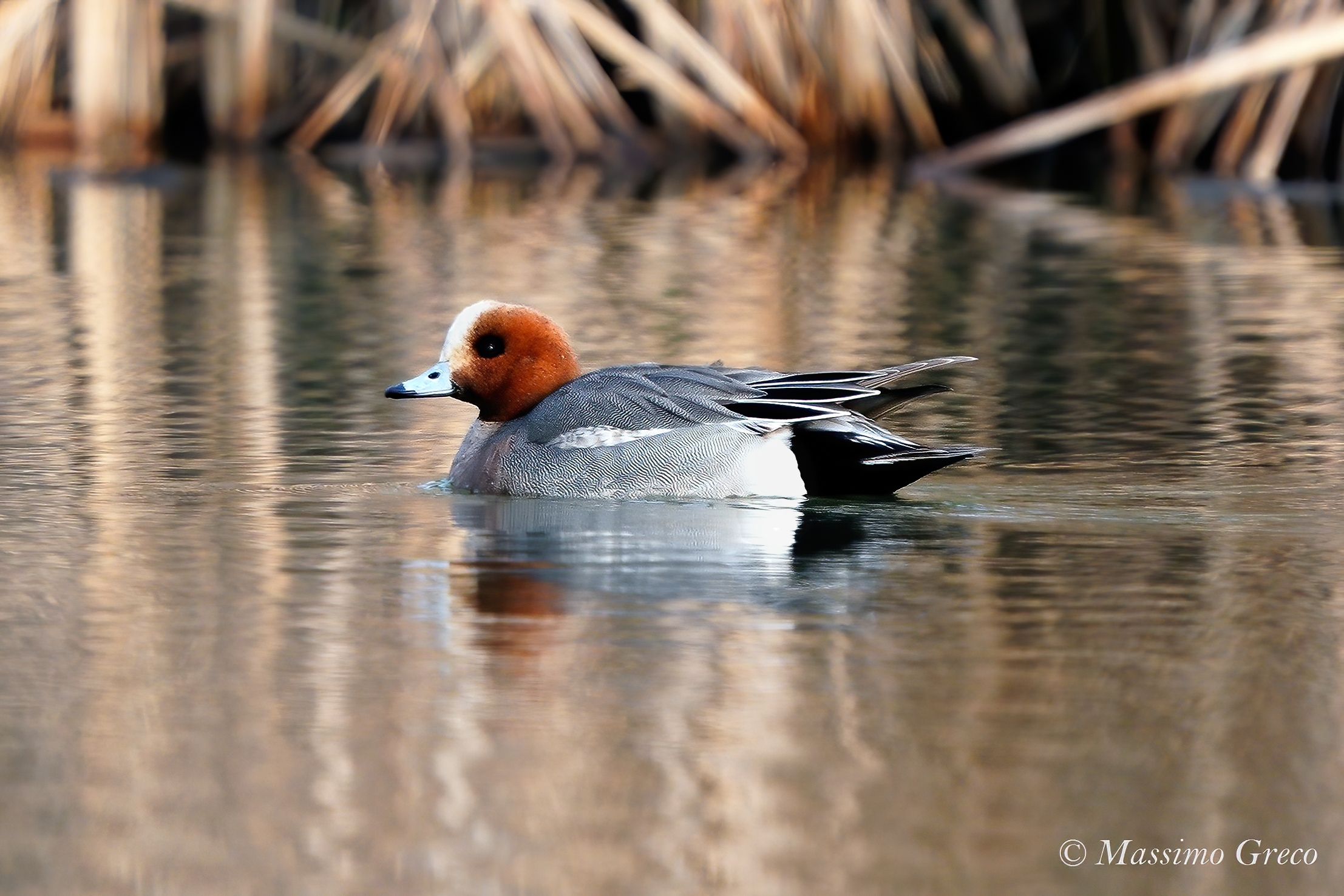 Fischione euroasiatico (Mareca penelope) maschio