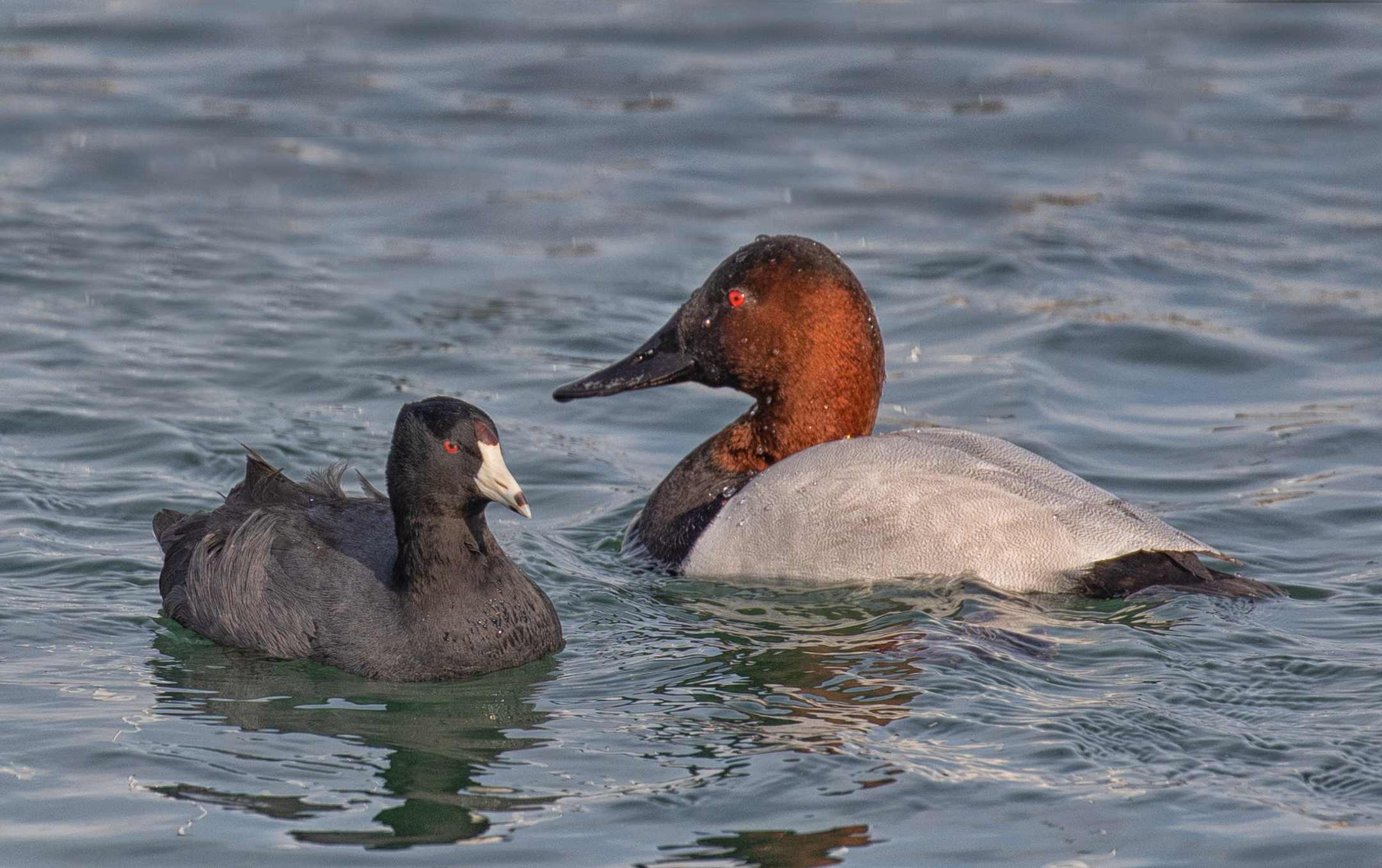 Canvasback Duck and American Coot.