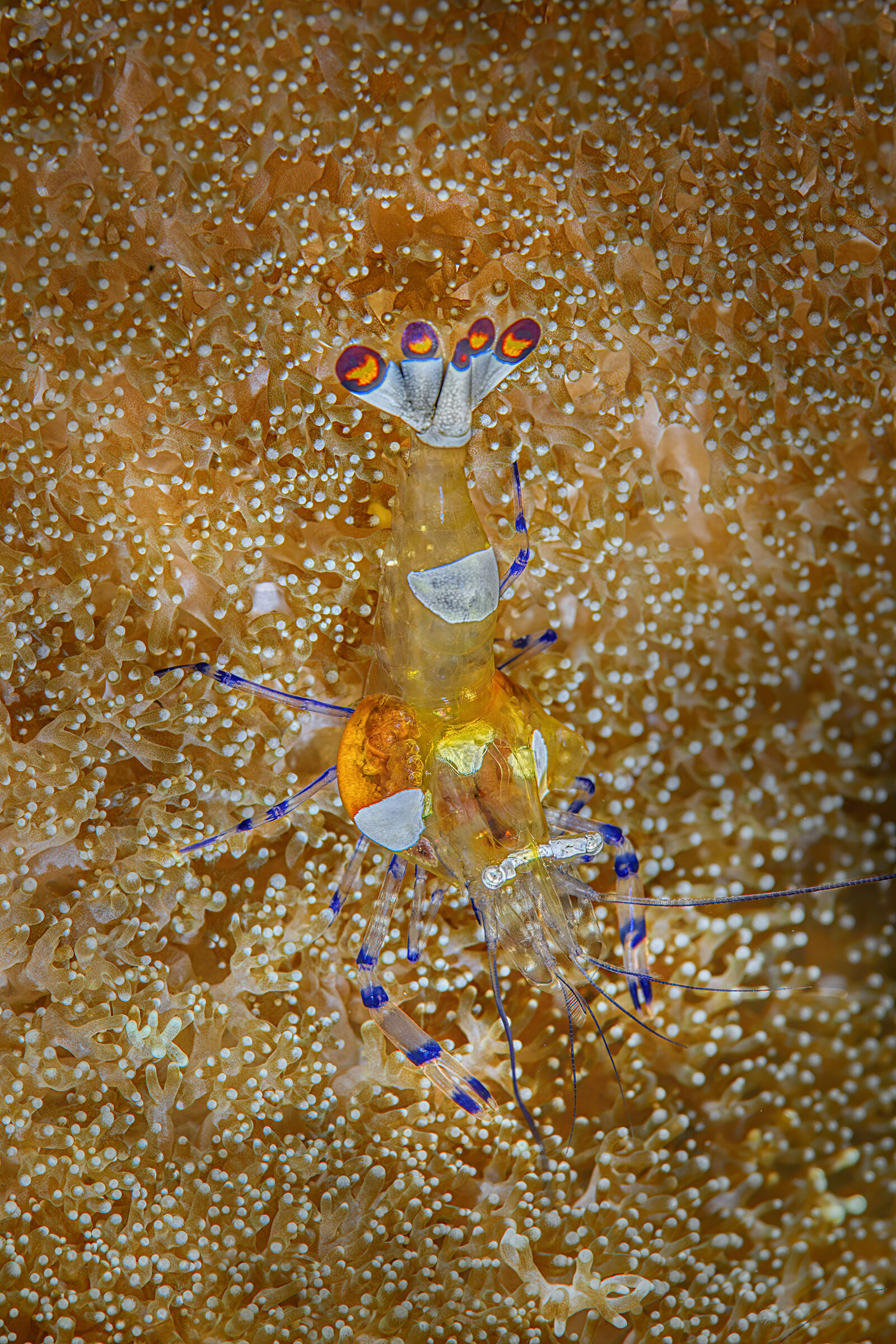 Ancylomenes magnificus Bali, Tulamben n