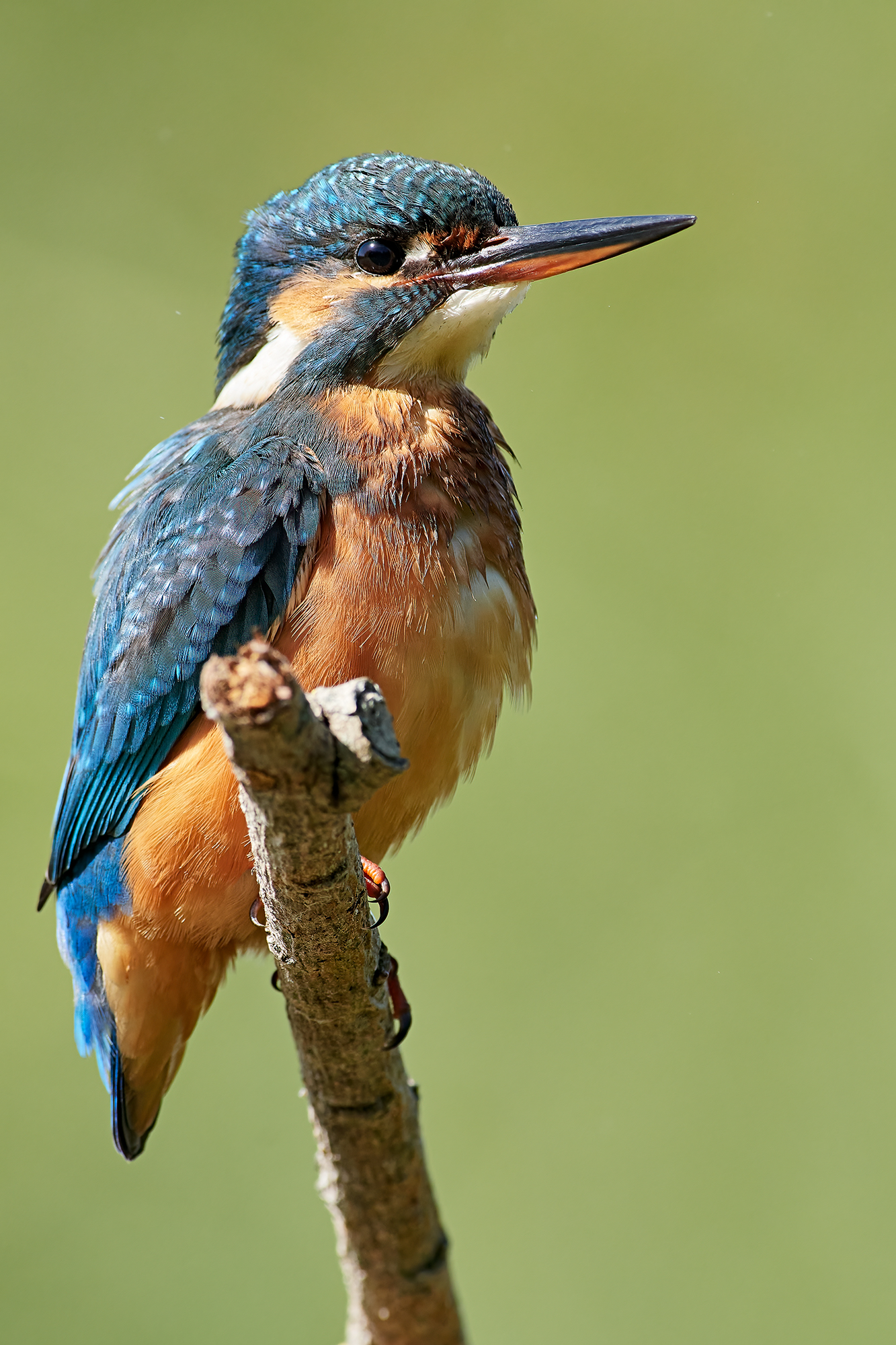 Kingfisher