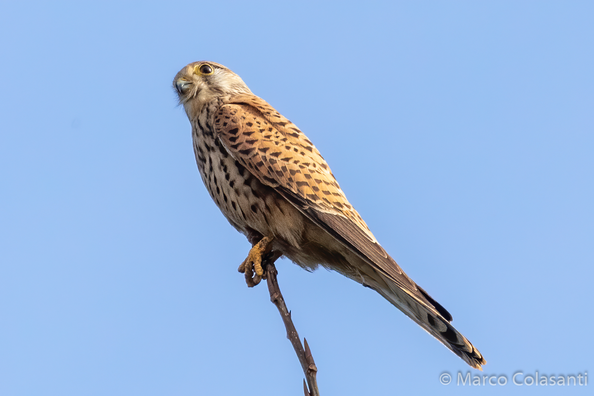 kestrel