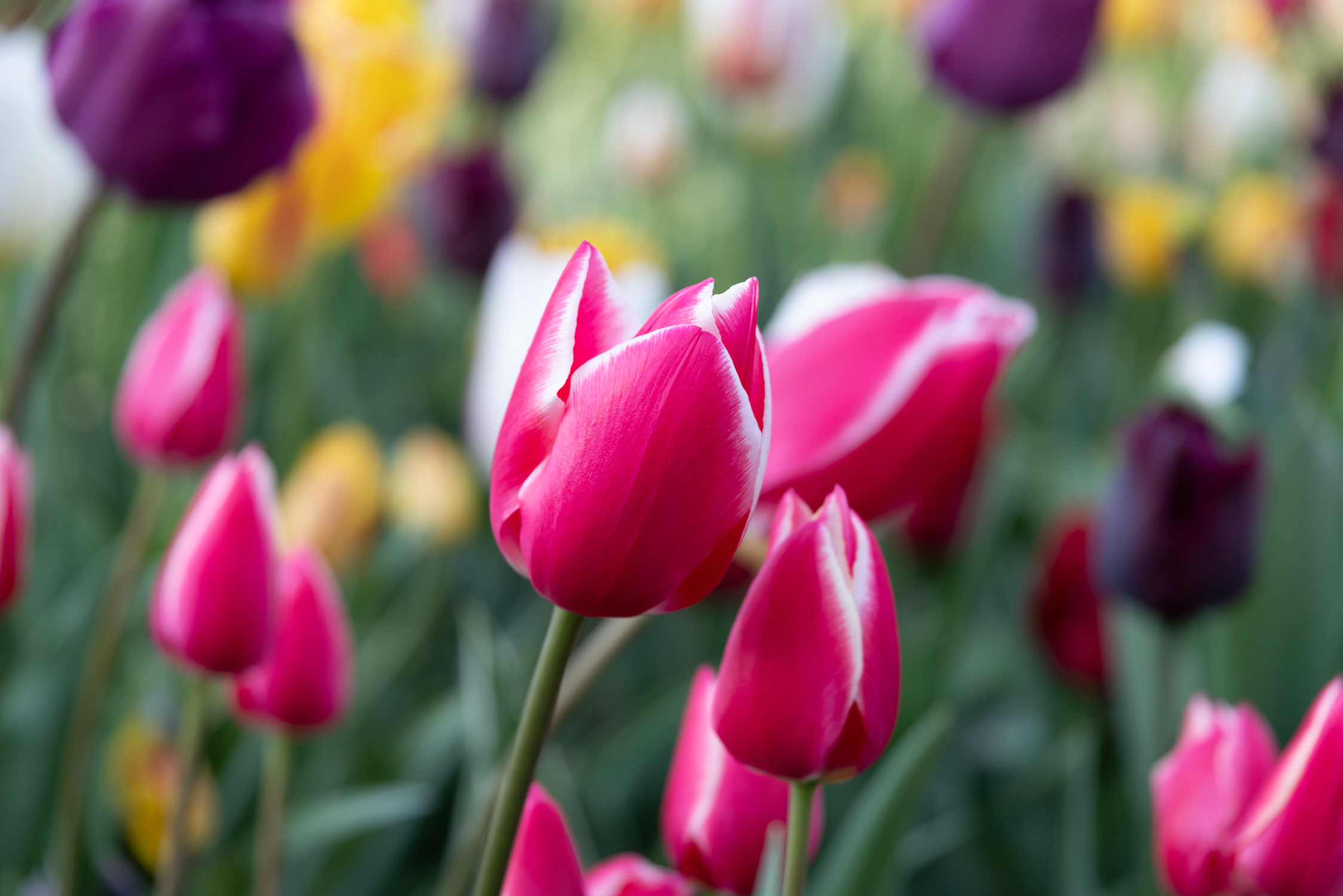 Neighbor's grass is not always more... green!