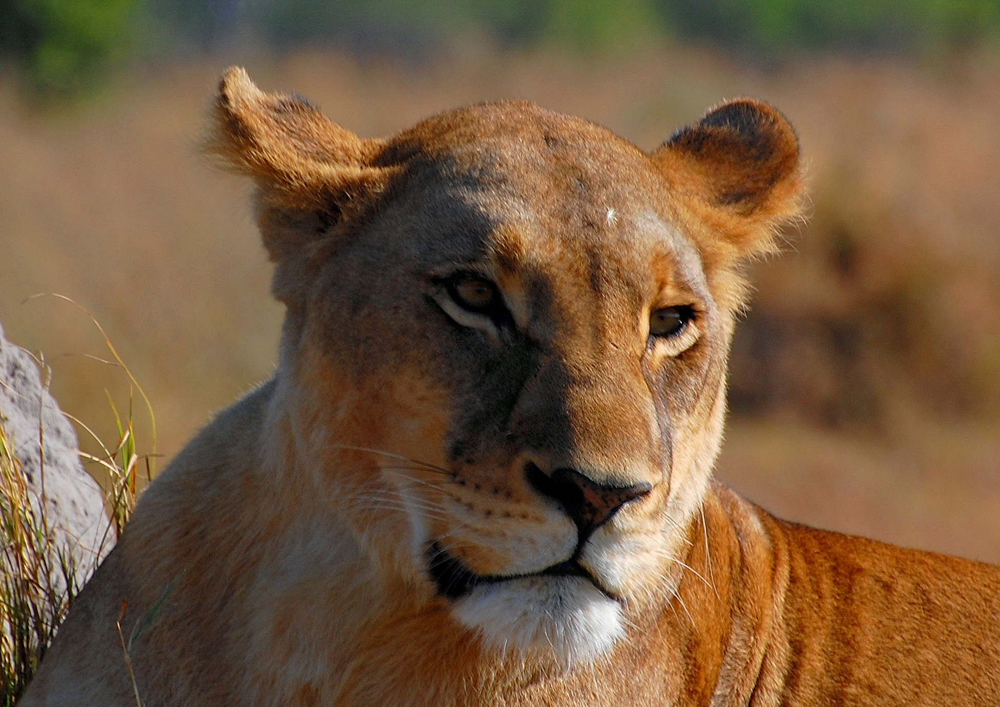 Botswana: The Huntress's Gaze