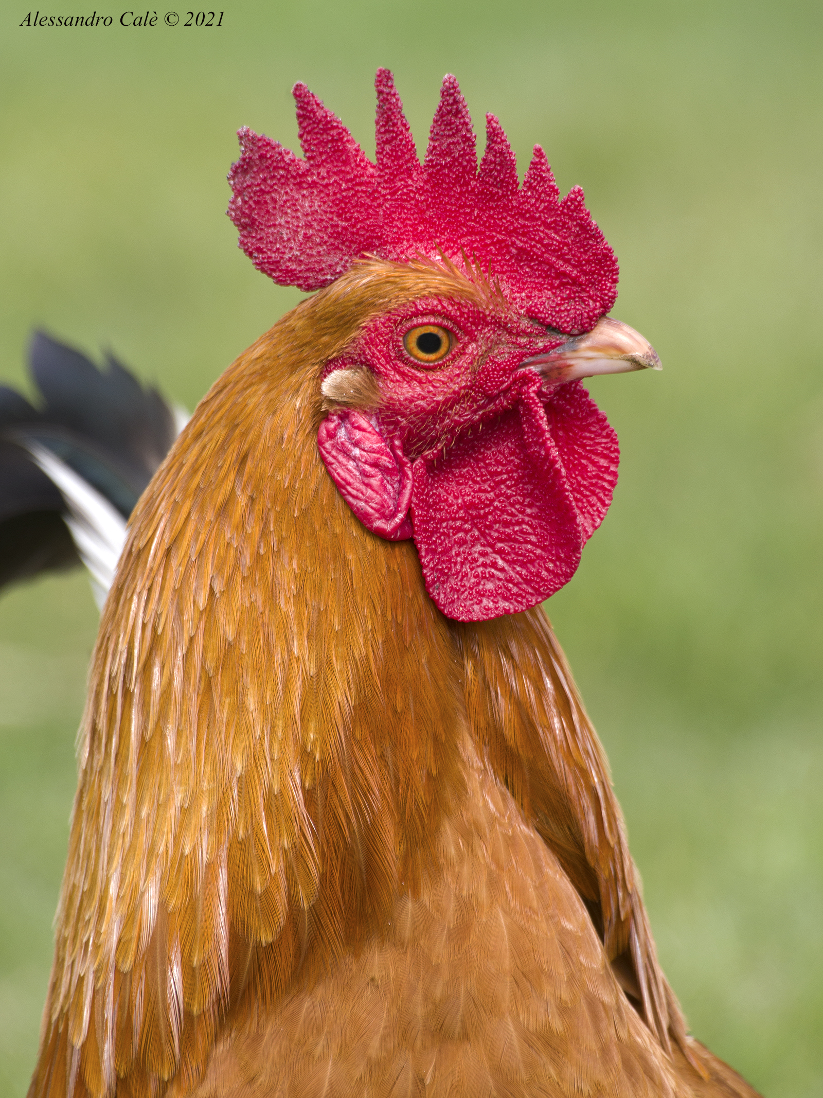 Il Re del Pollaio 0189