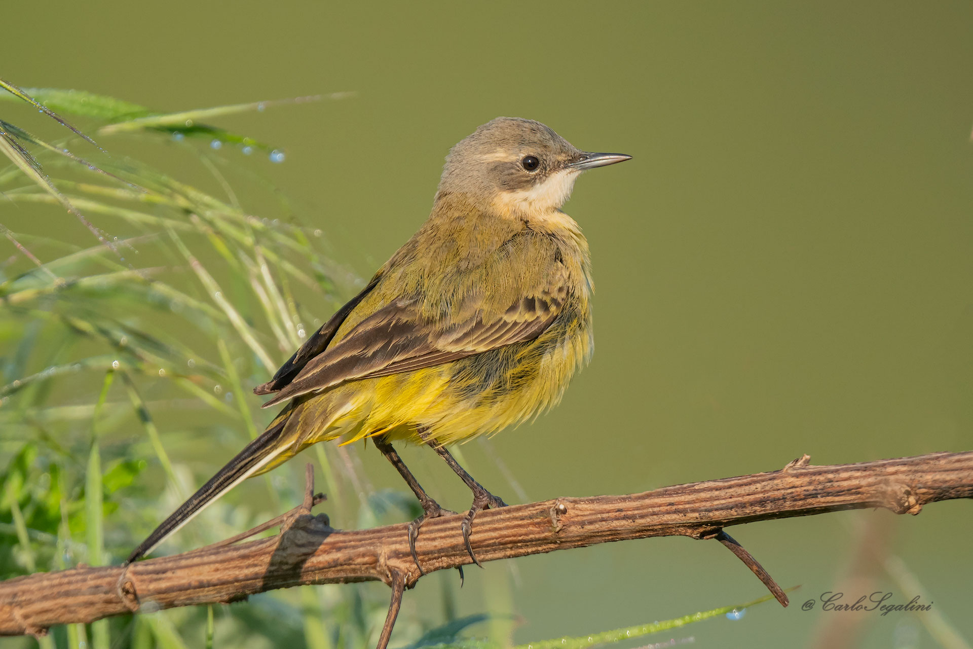 La Cutettrola, Motacilla flava