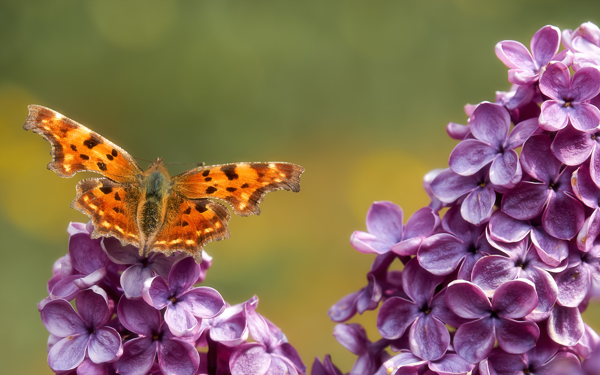 Polygonia su lillà - 18-04-21