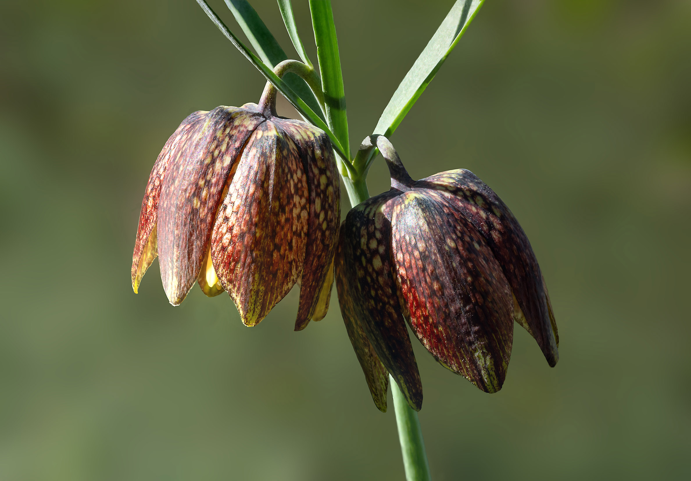 Fritillaria alpina