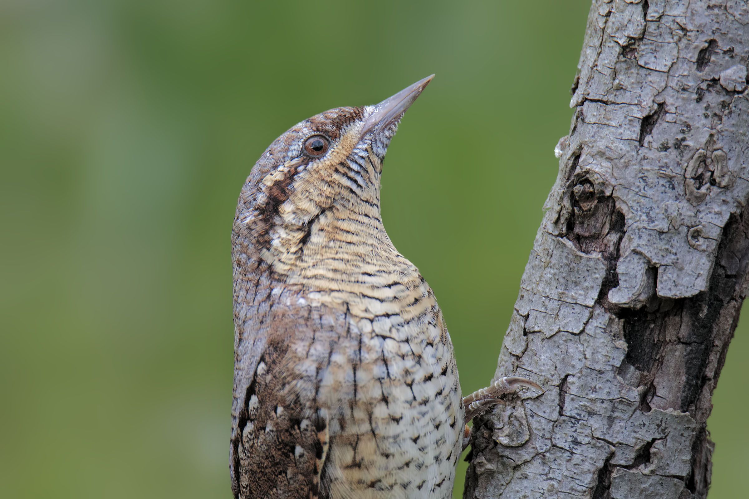 Primi piani: Torcicollo