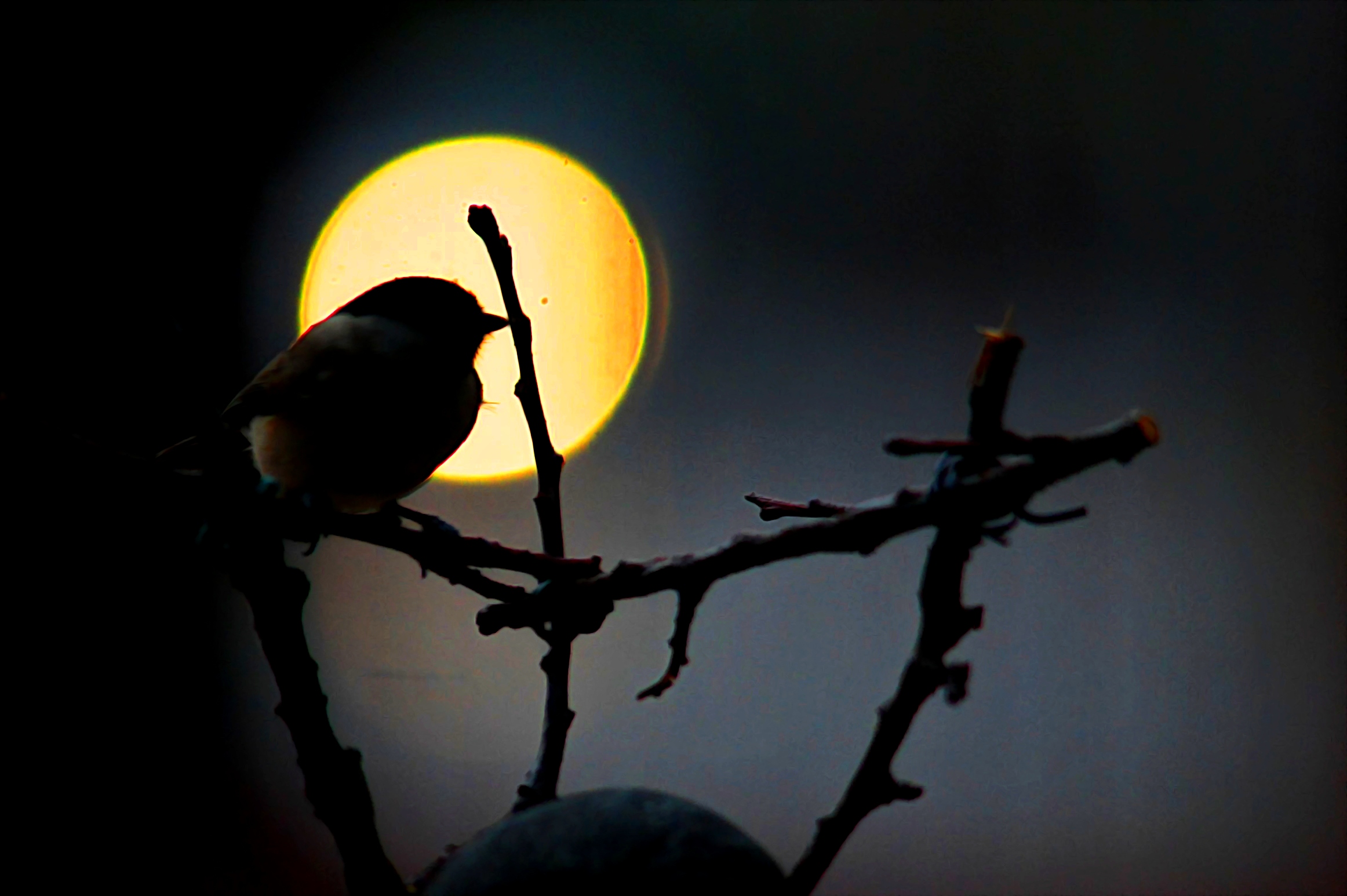 Al chiaro di luna