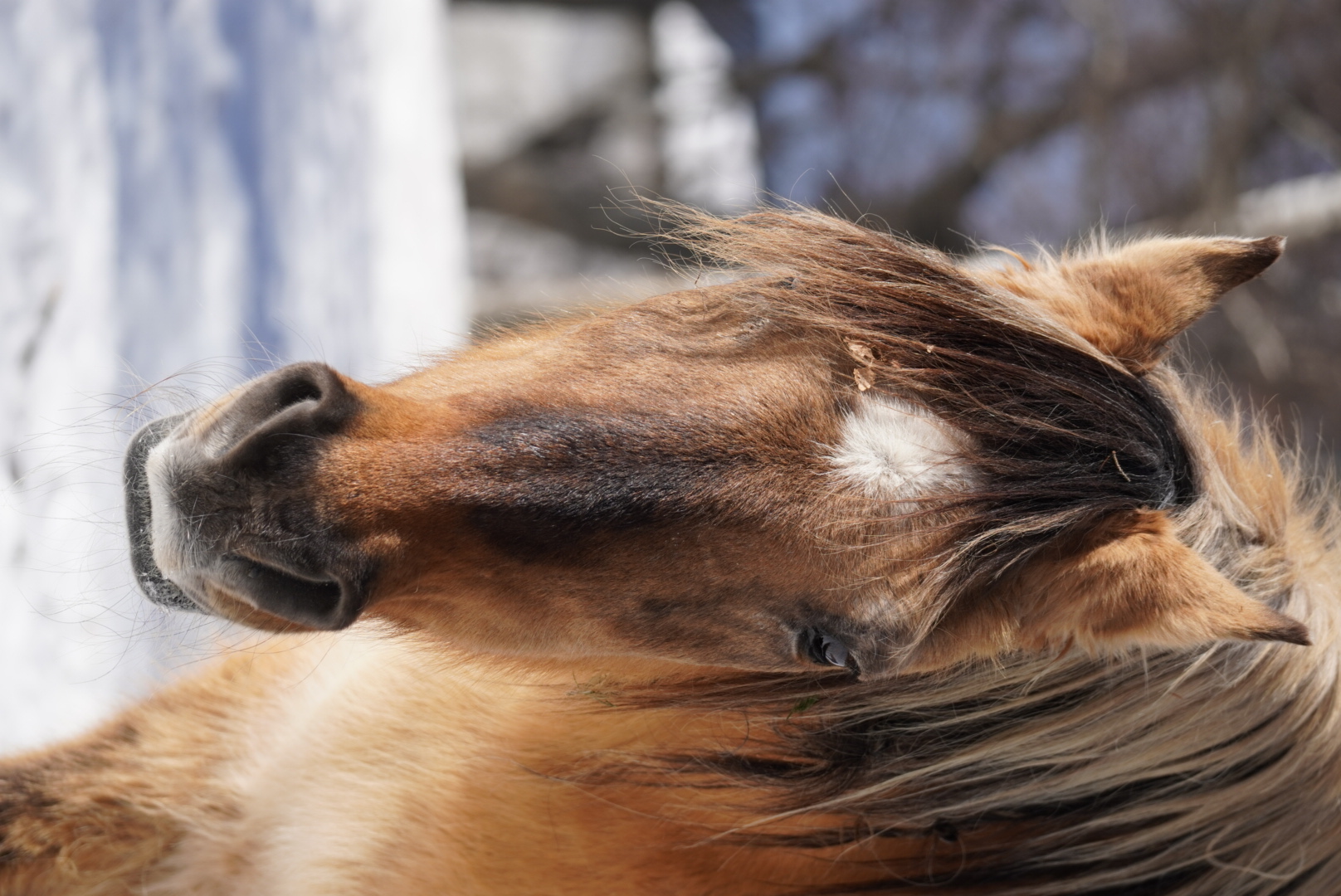 Cavallo