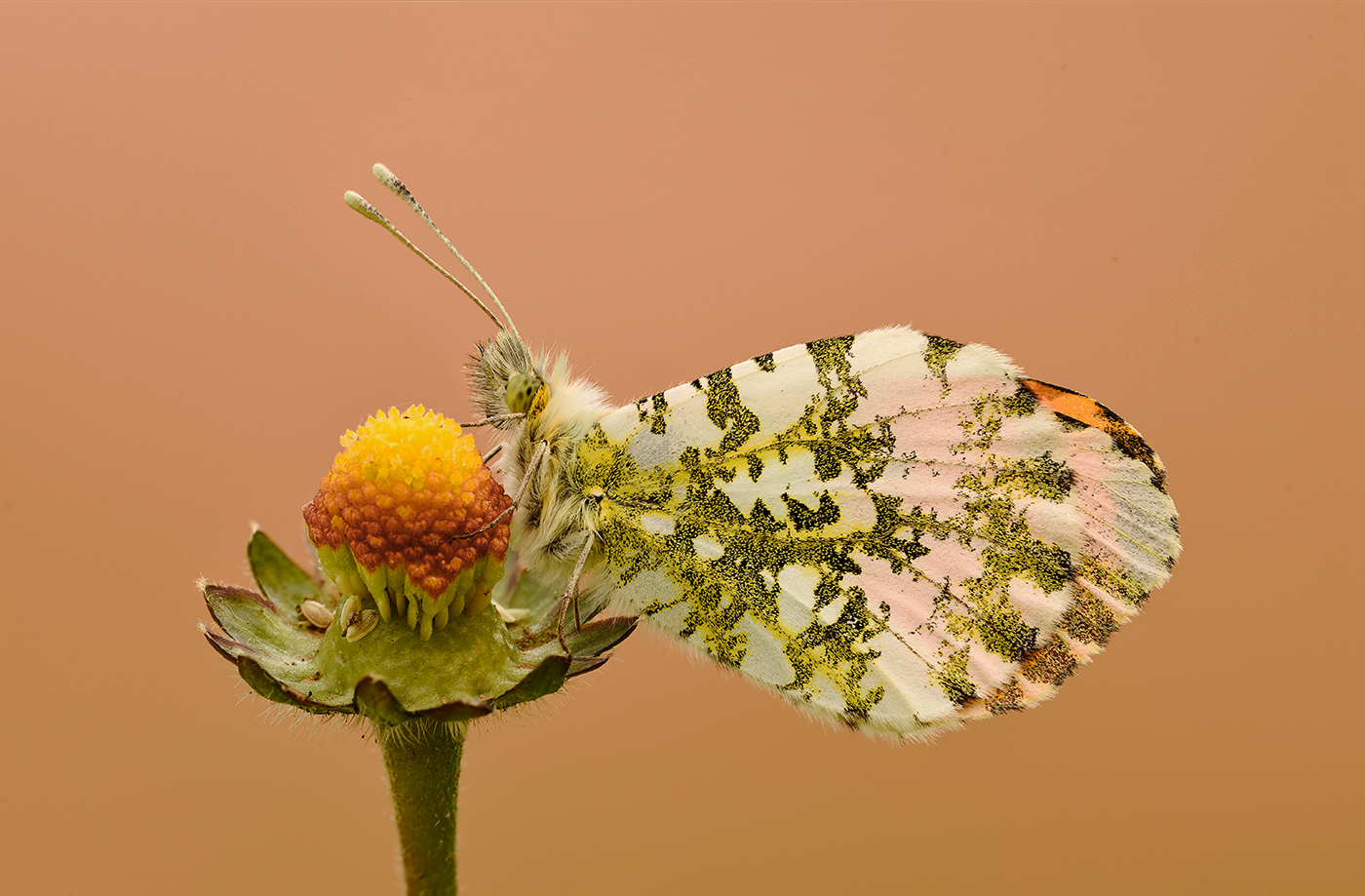 Antocharis cardamines