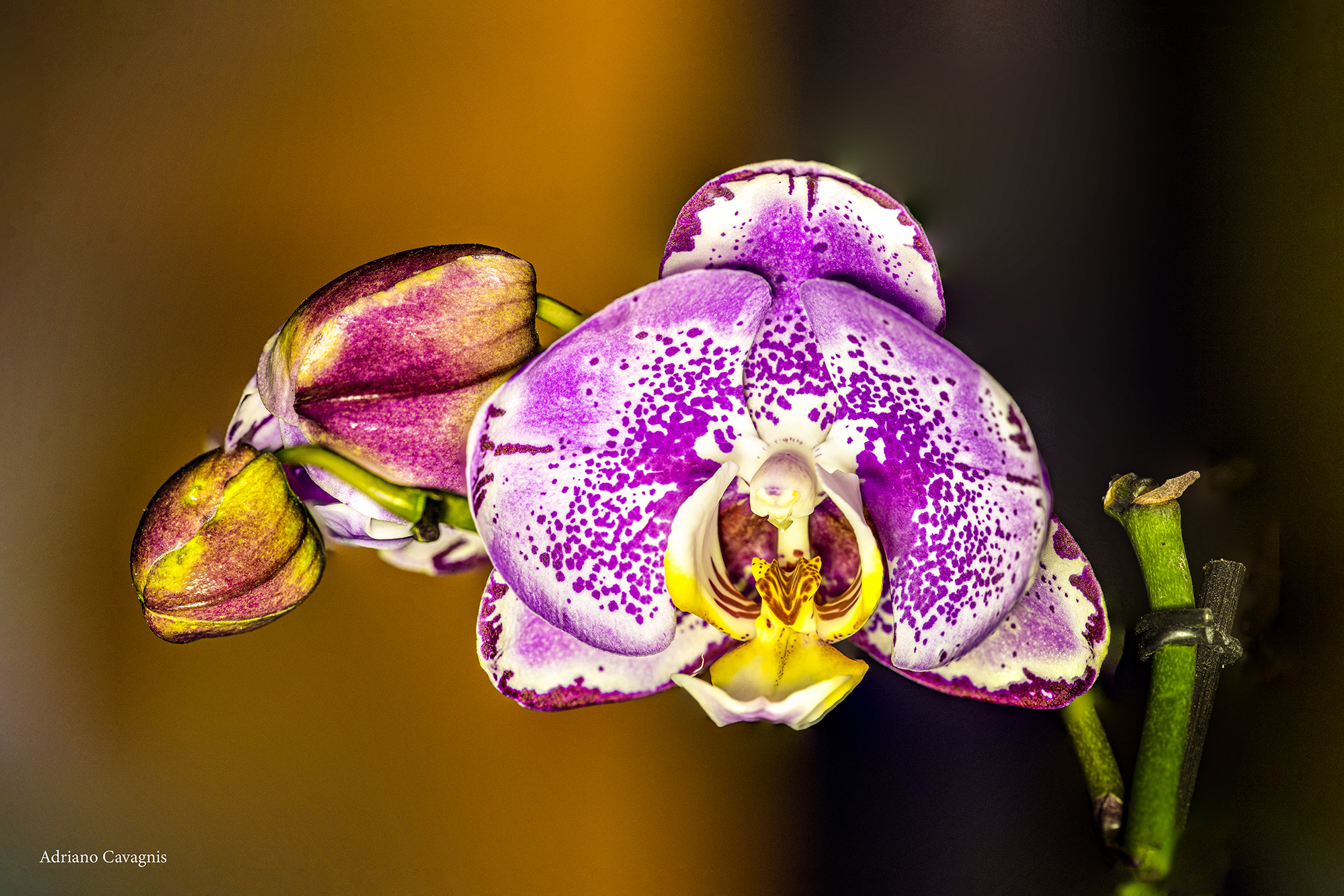 1st Orchid.