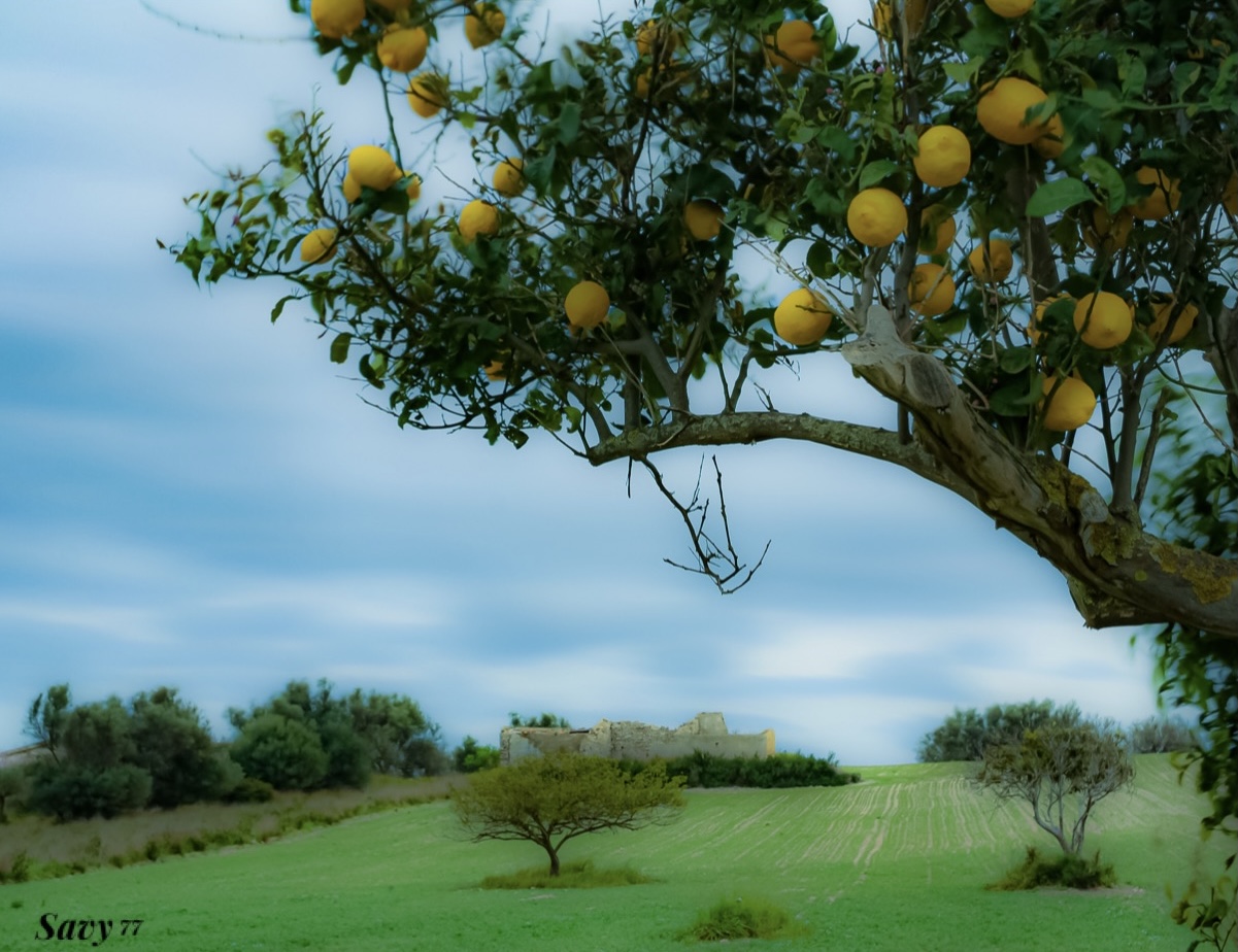 Sicilian perfumes