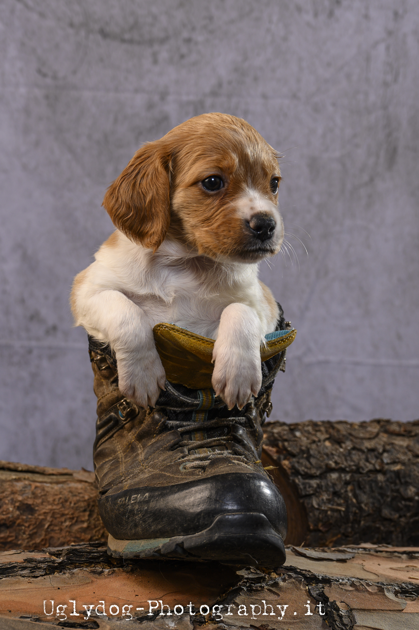 Dog in boot