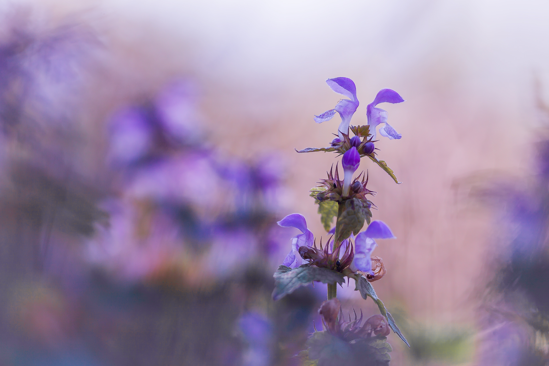 Purple ears