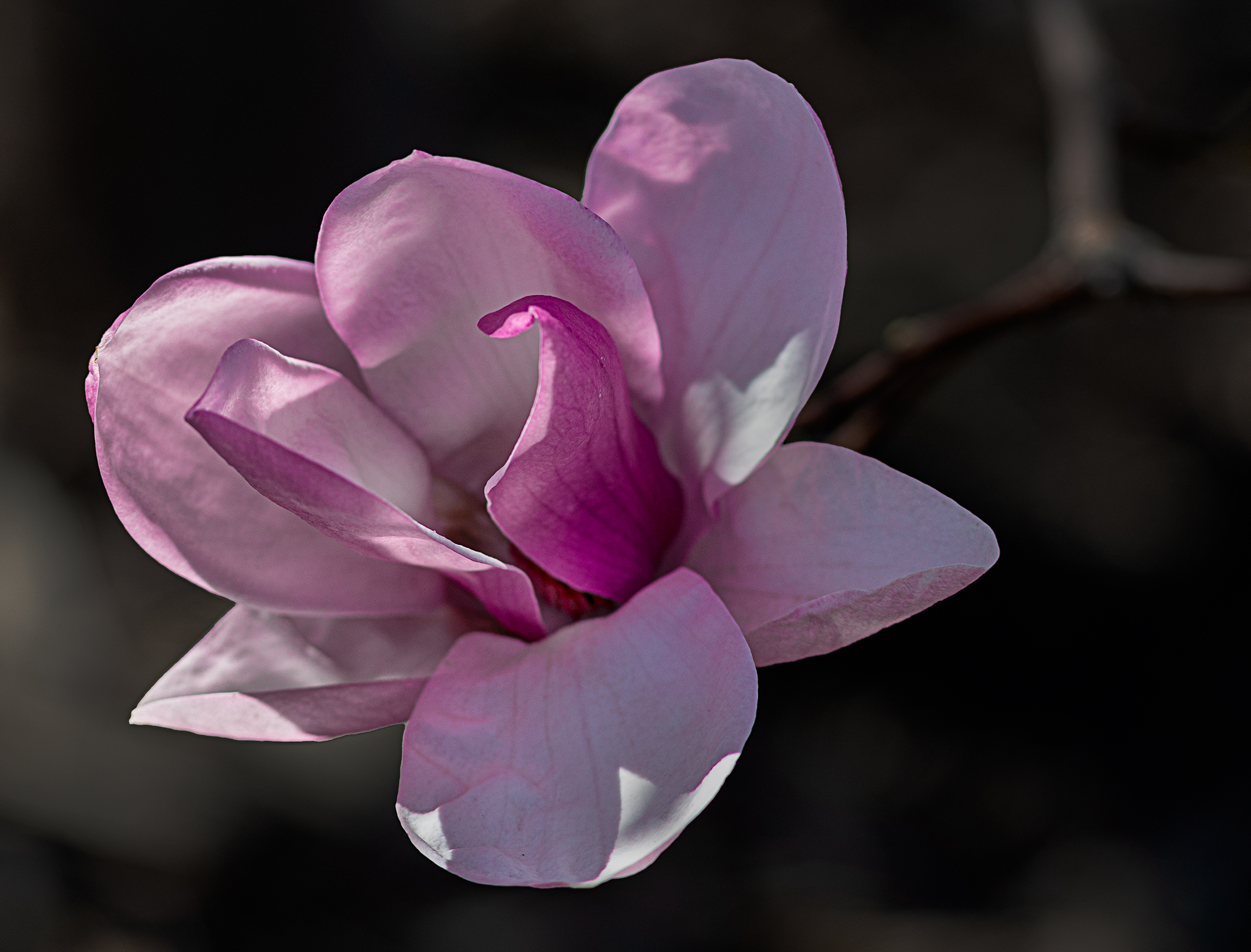 Magnolia in fiore.