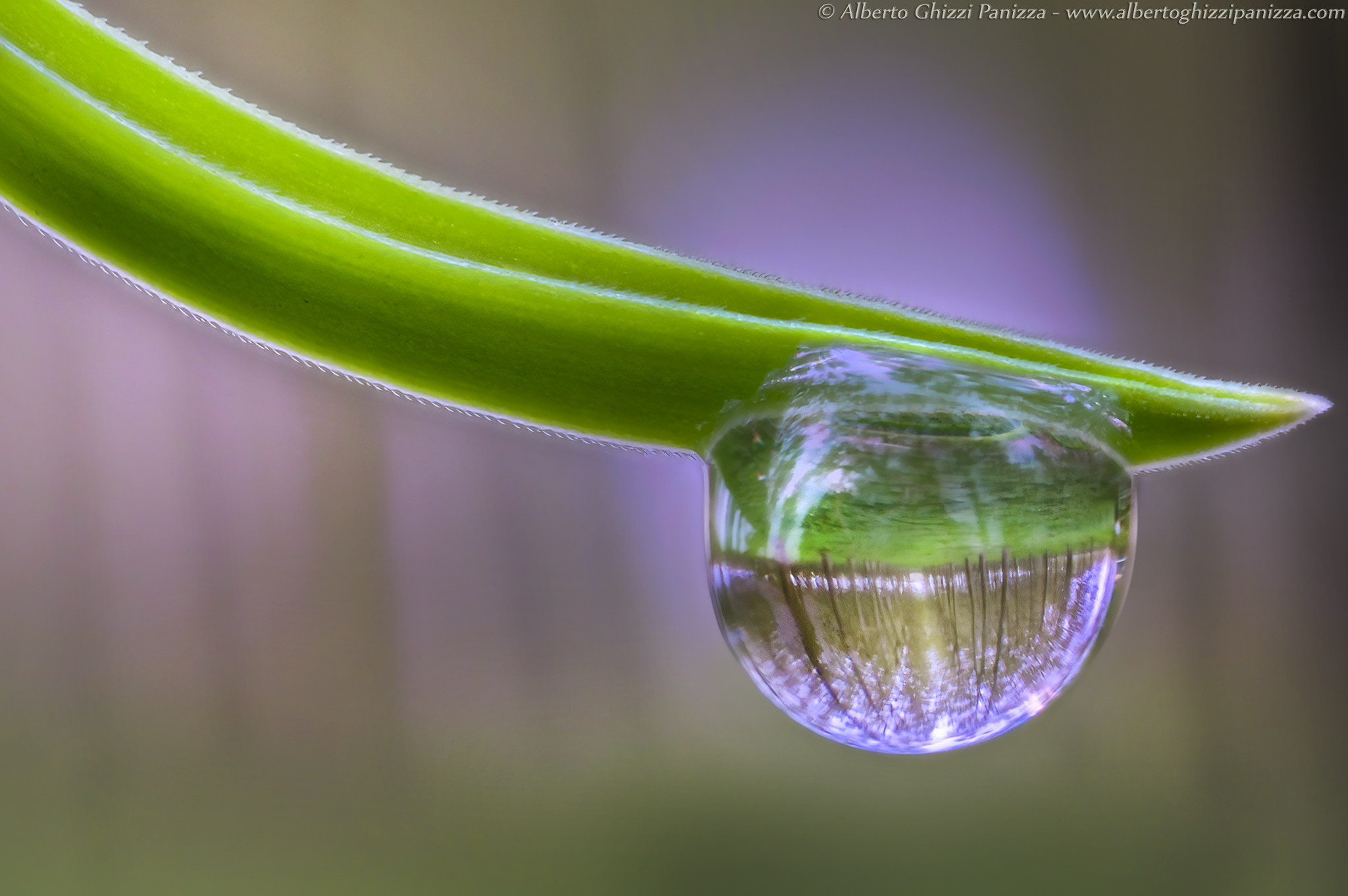 Un bosco in una goccia