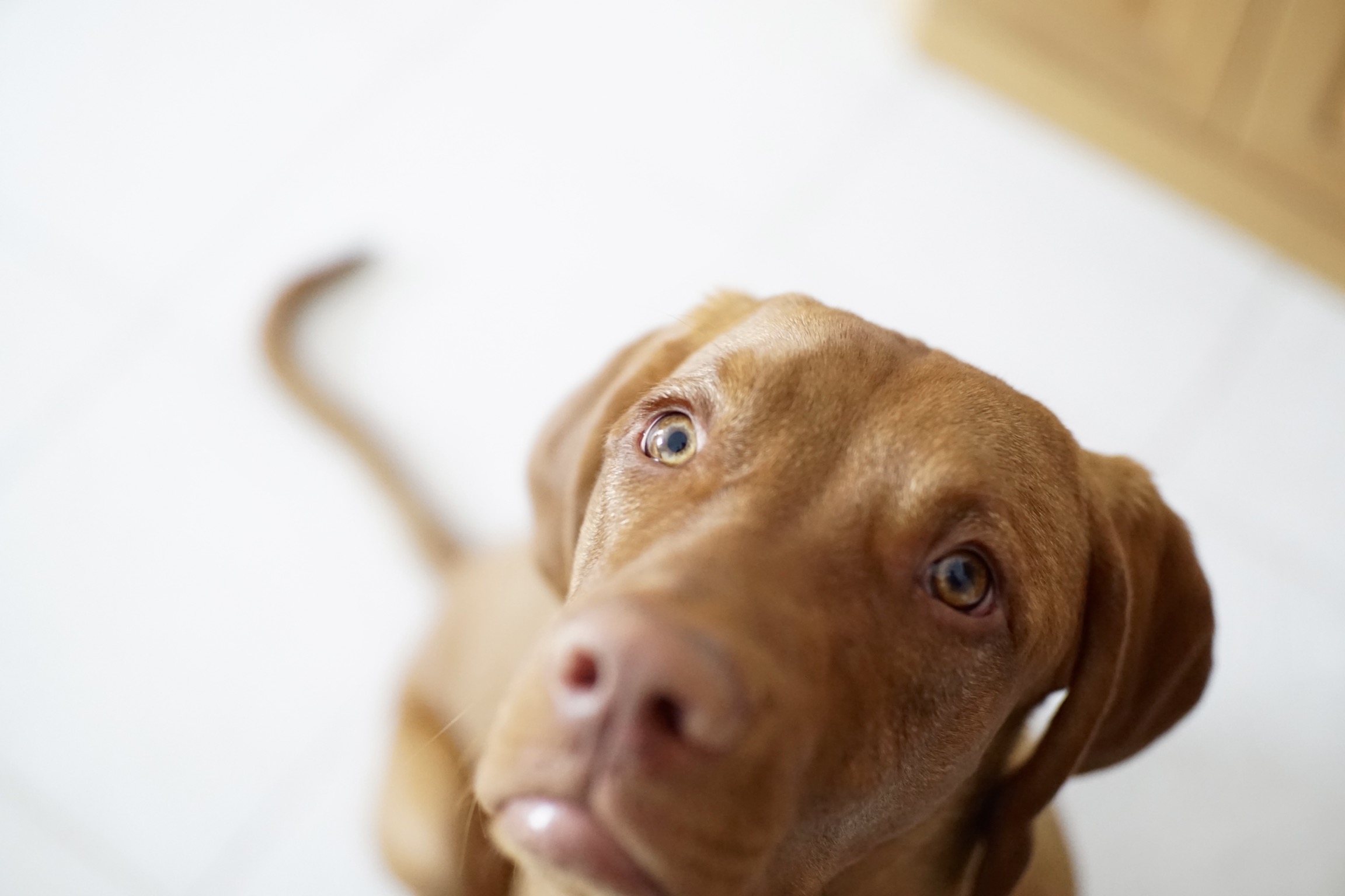 Turbo left without cookies