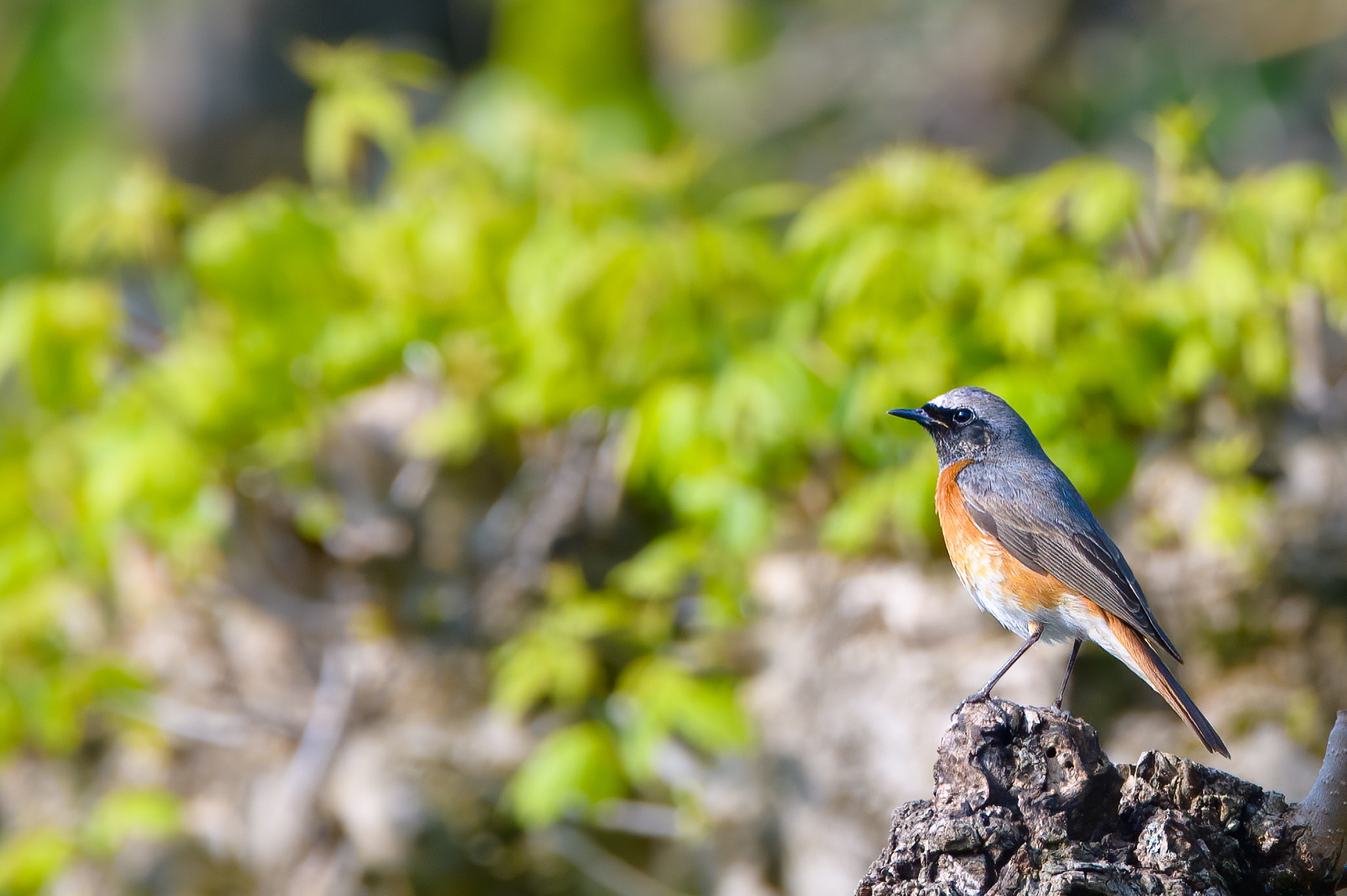 redstart