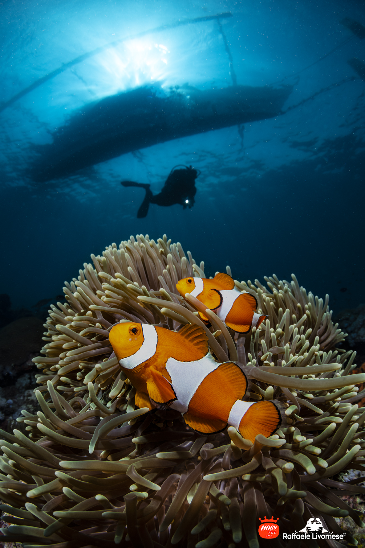 Underwater seascape with clowfishes