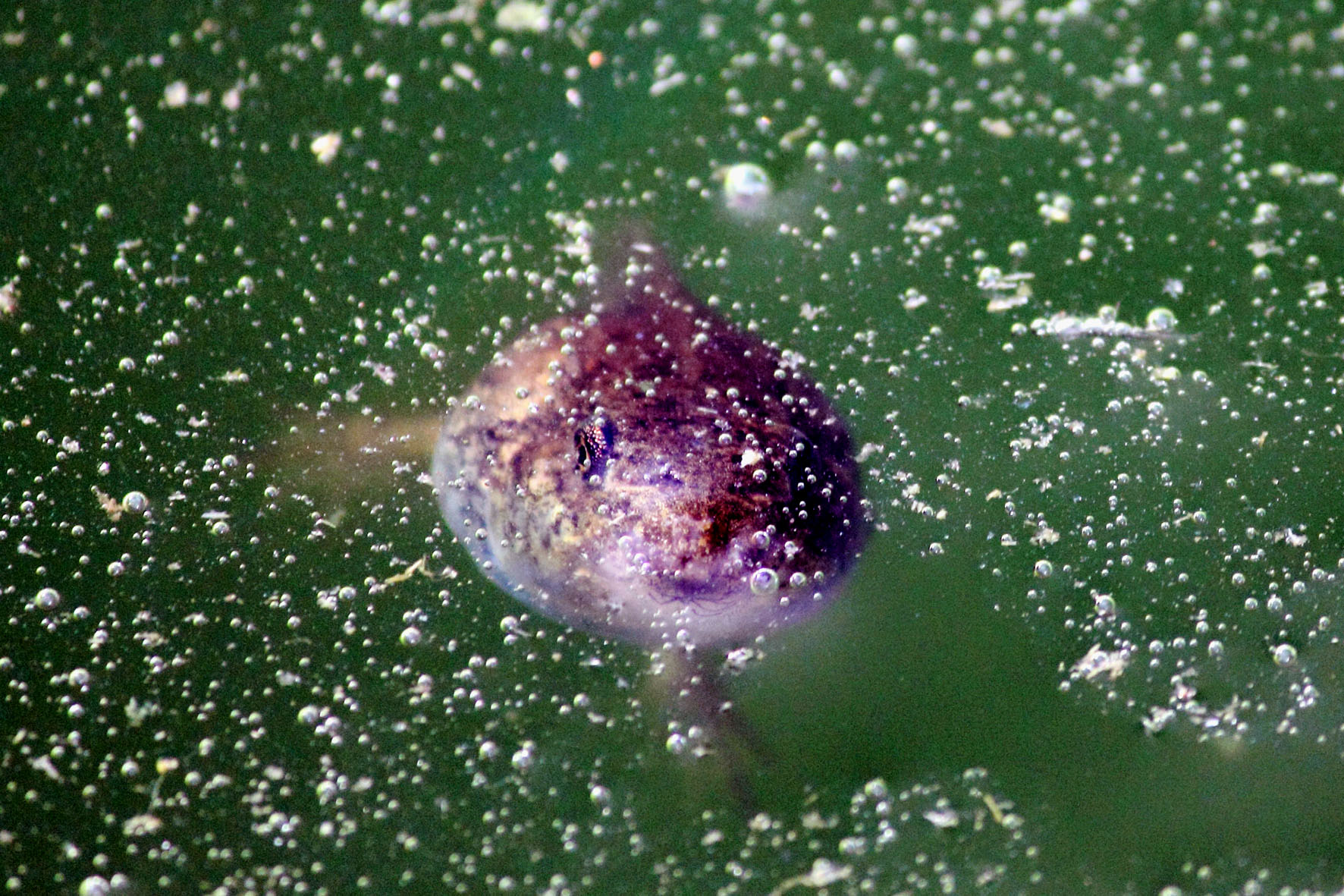 il girino e le mille bolle