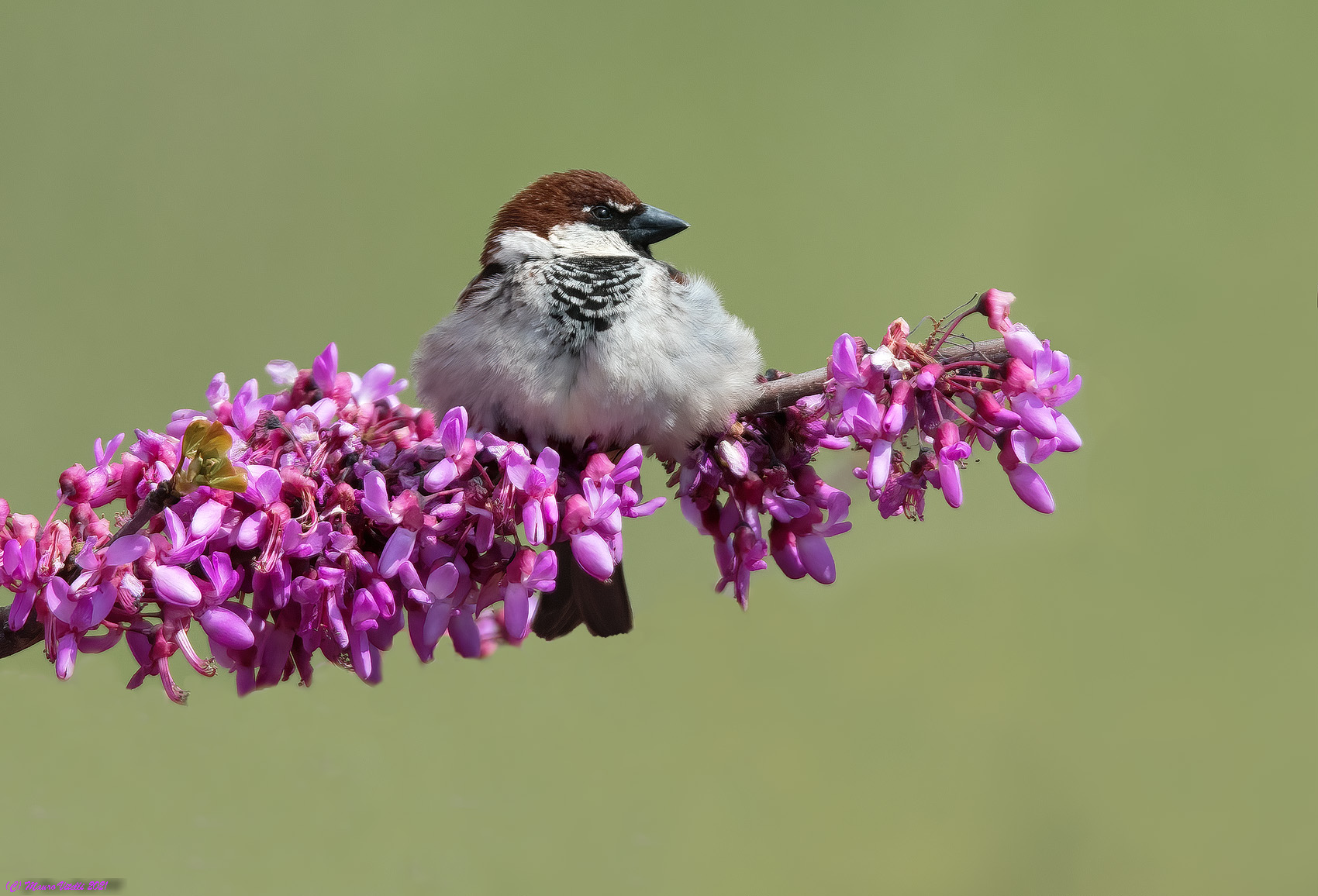 Passera d'Italia (Passer italiae) male