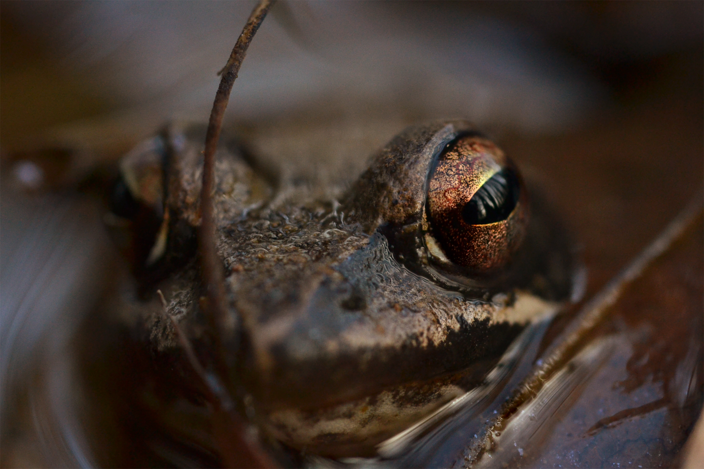 particolare occhio di rana