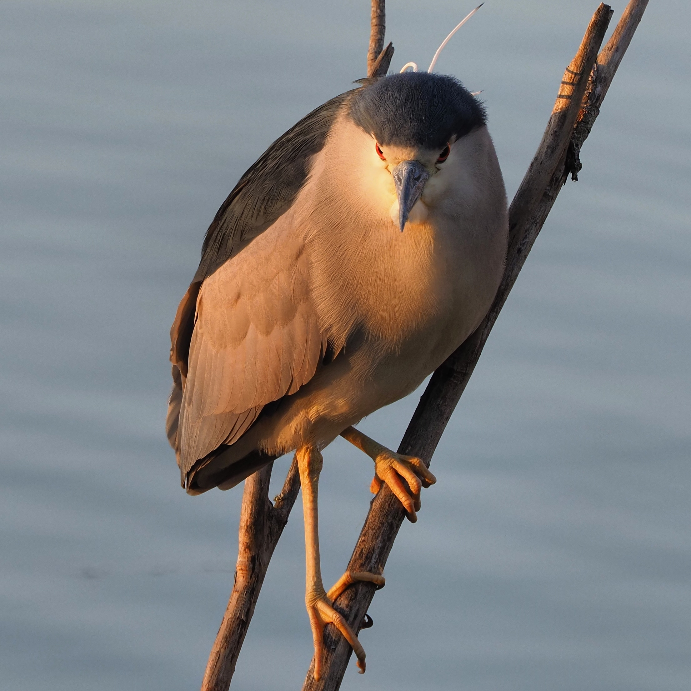 Nitticora al tramonto