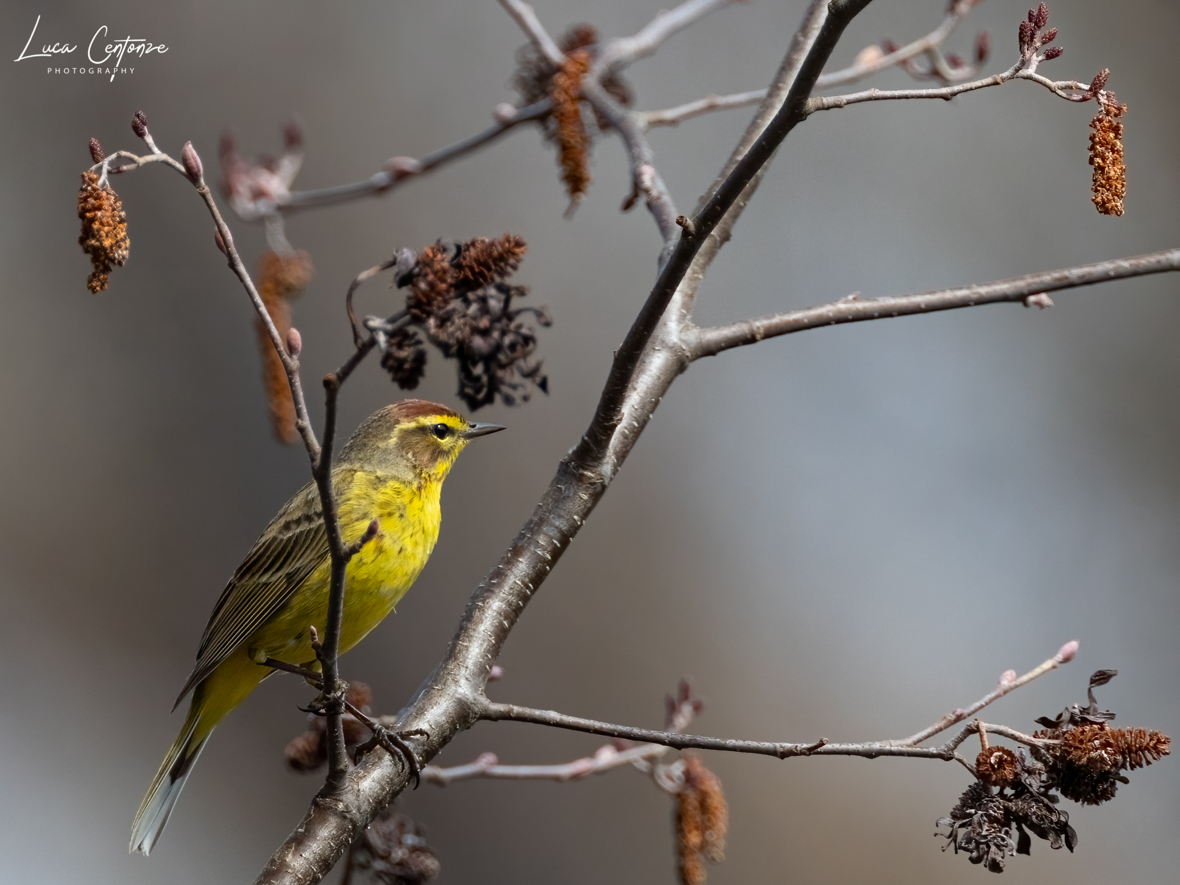 Palm Warbler (Setophaga palmarum)