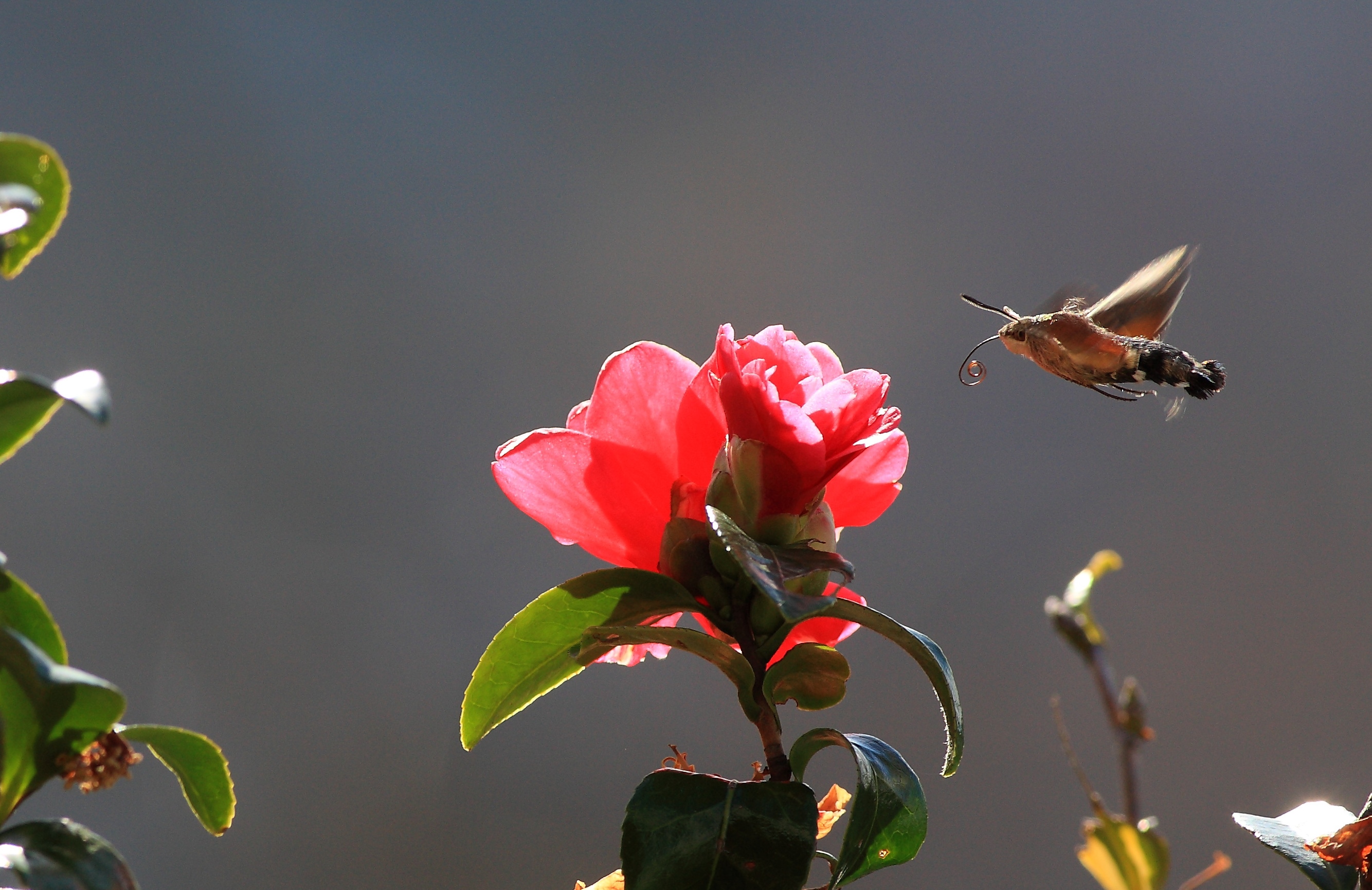 Pretty insect proboscis (?)