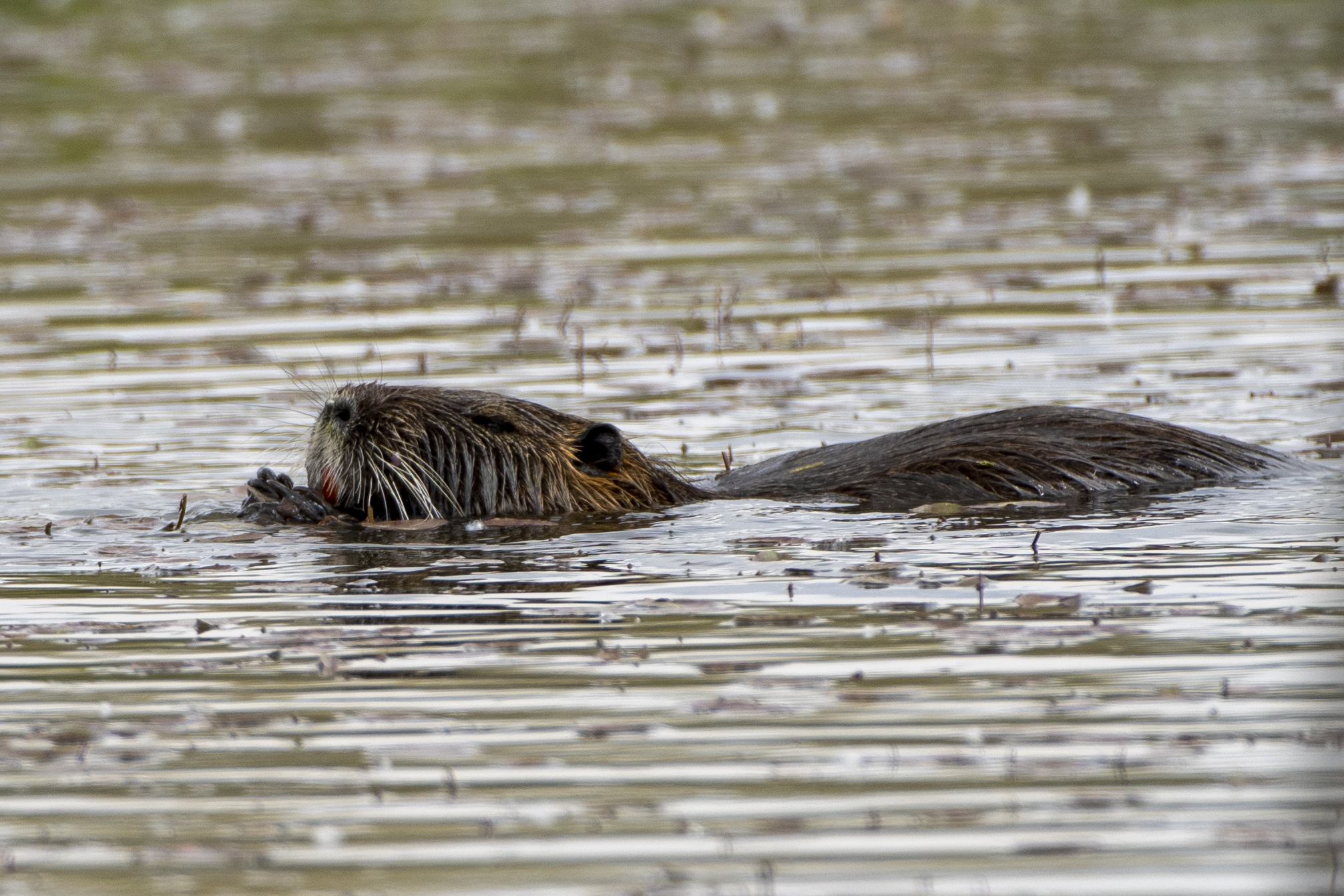 Nutria