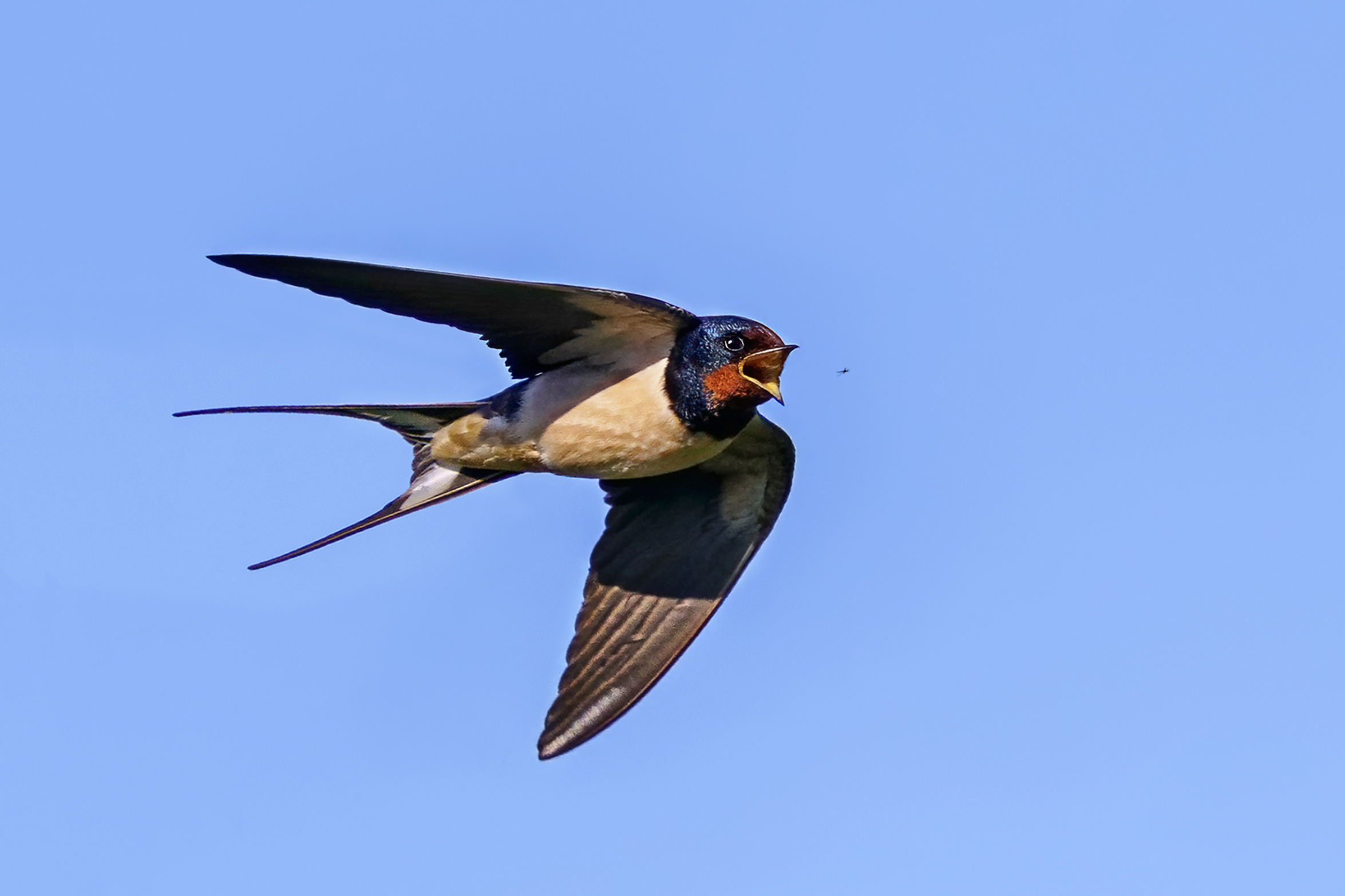 La  rondine e la zanzara