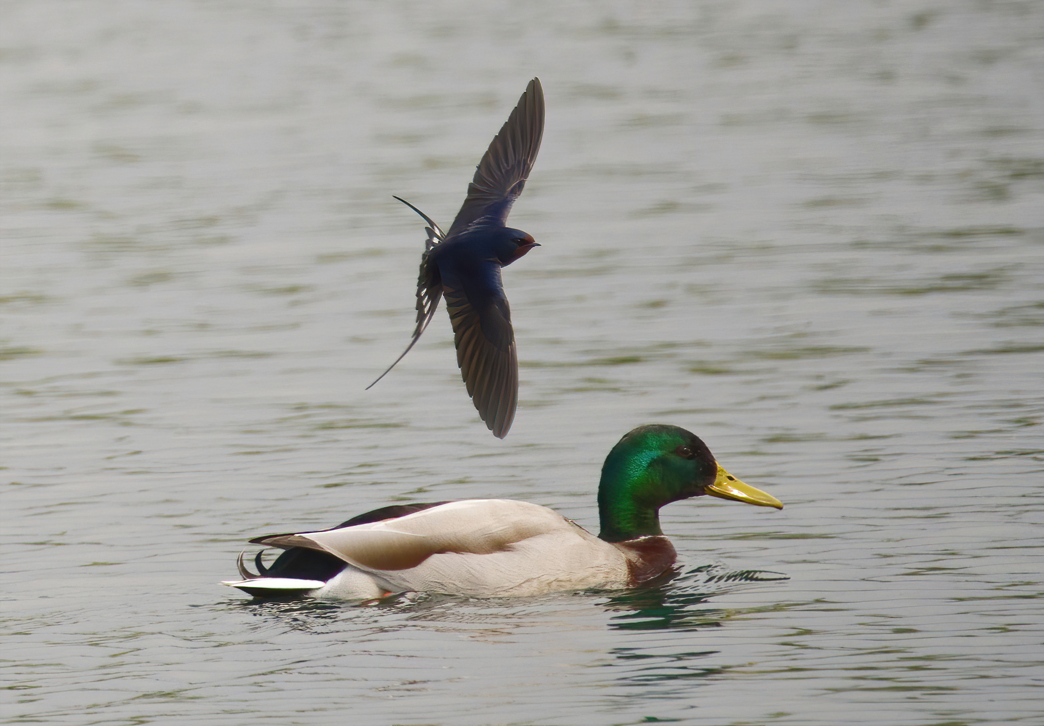 Sono tornate ... finita la tranquillita'