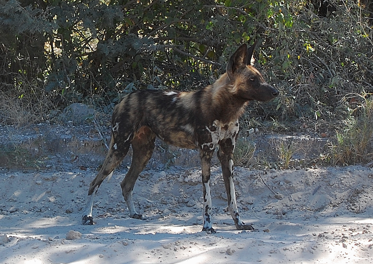 Botswana: il primo mio primo incontro ravvicinato