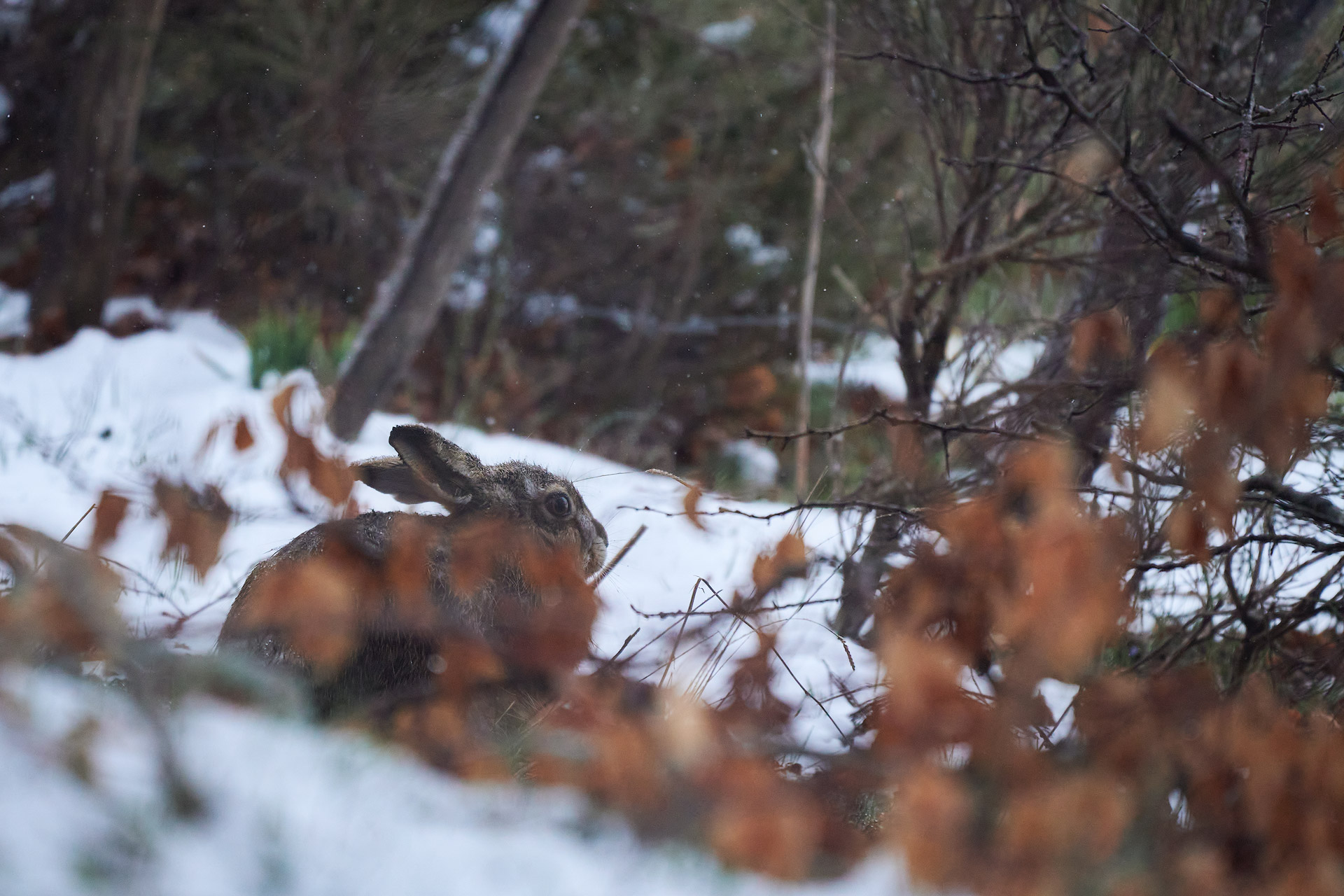 Hare in the Sila National Park