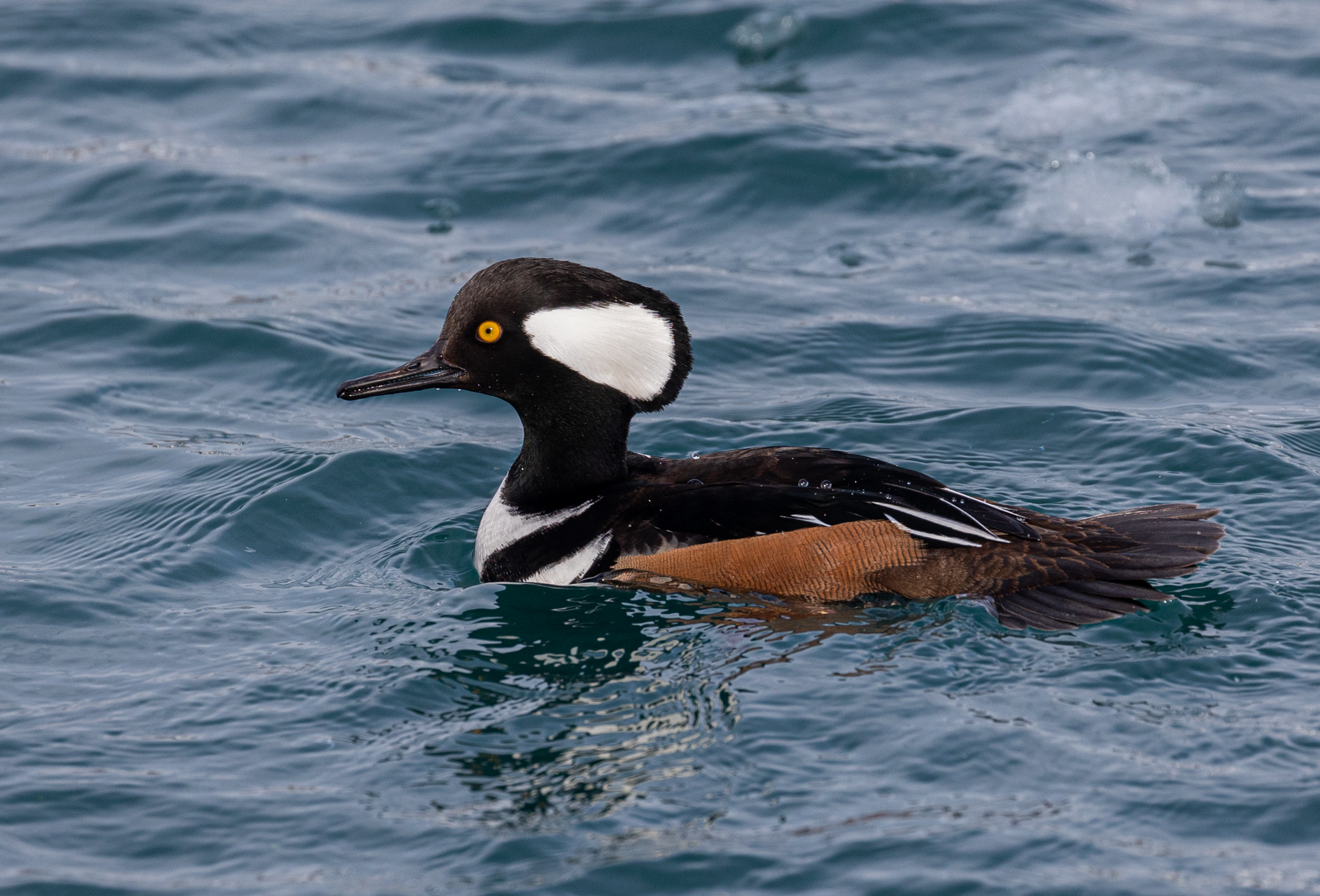 Hooded Merganser