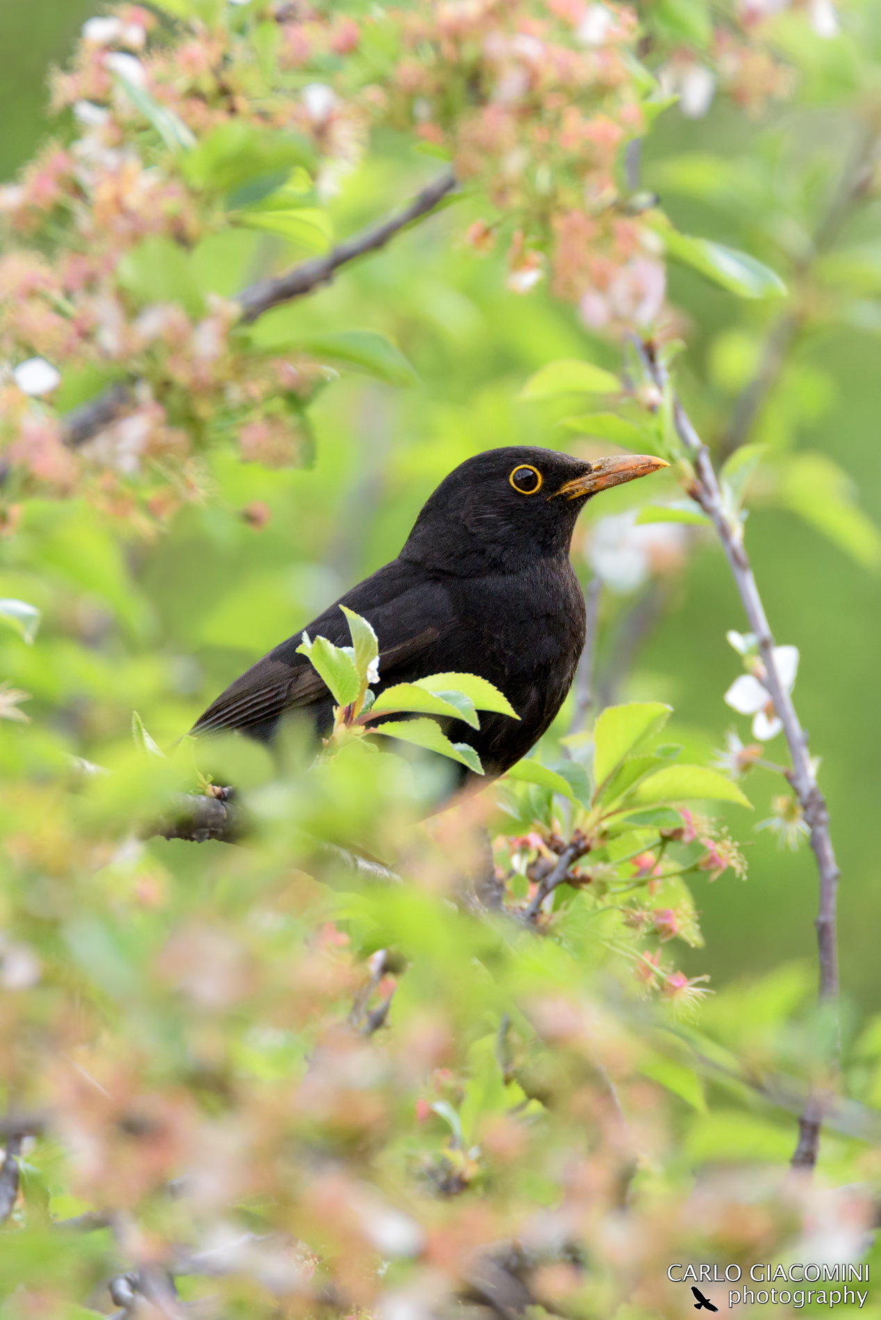 blackbird